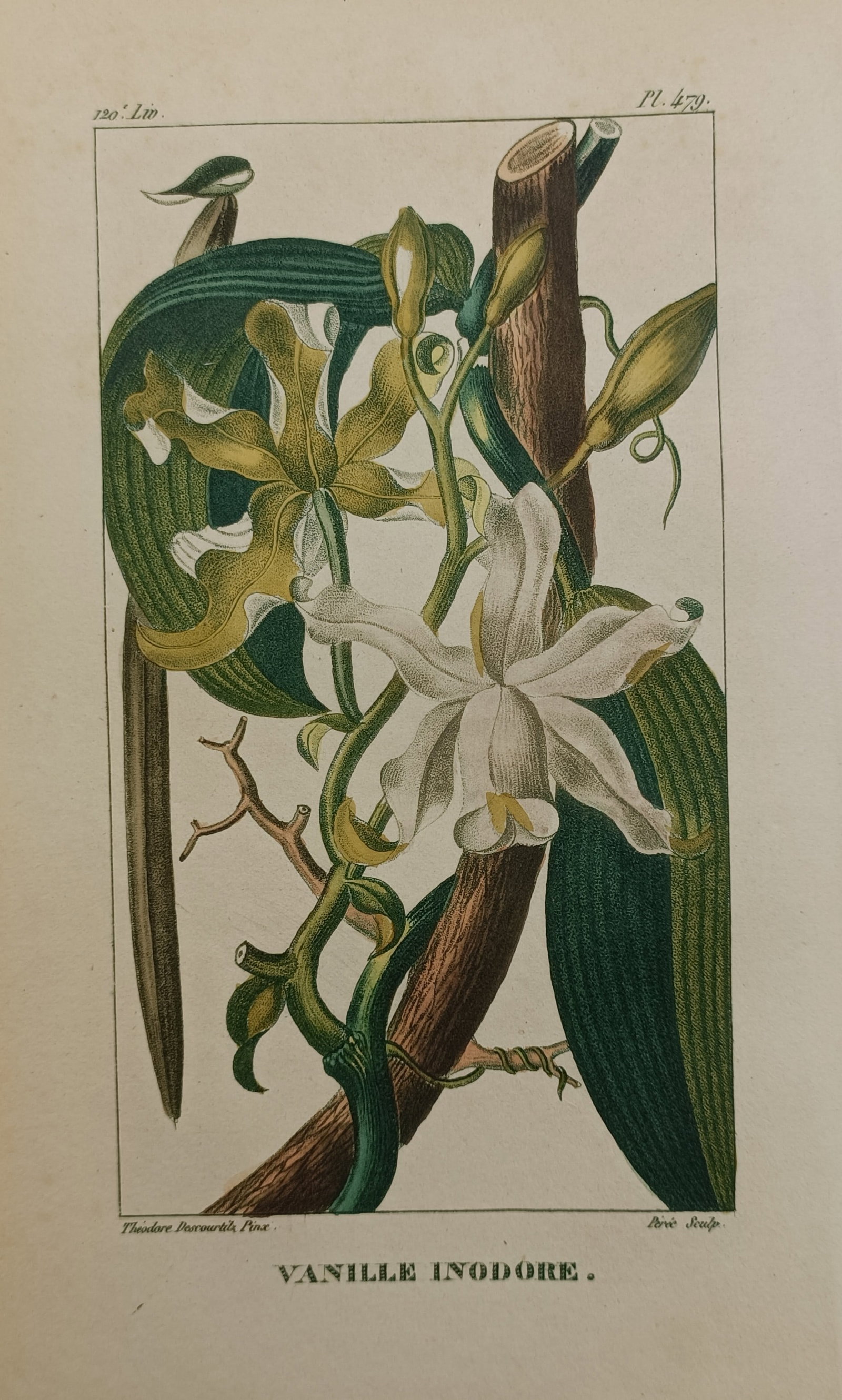 Jean-Théodore Descourtilz – Scentless Vanilla – Hand-Colored Engraving (c. 1821–1828) (1 of 2)