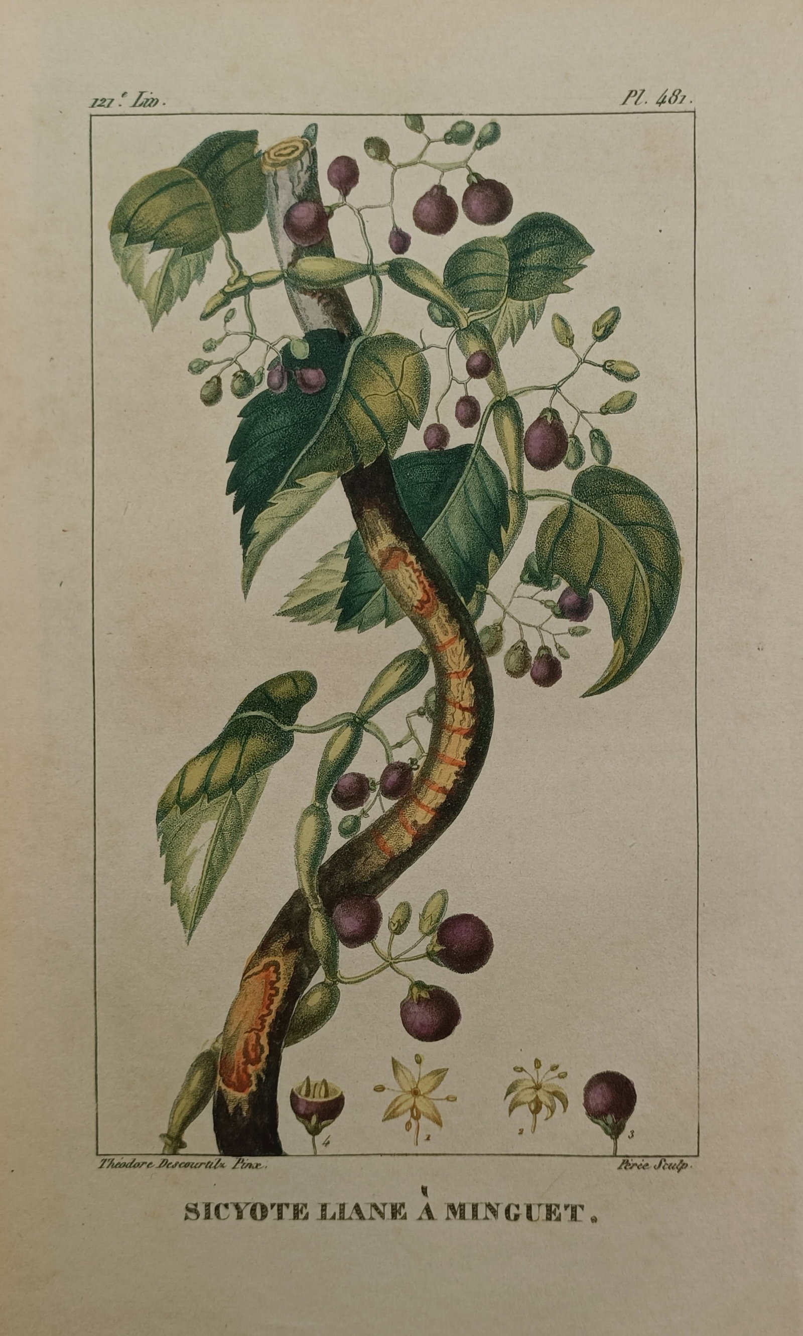Jean-Théodore Descourtilz – Sicyos Vine – Hand-Colored Engraving (c. 1821–1828): "Sicyos Vine" depicts a detailed botanical study of a climbing tropical vine bearing clusters of dark purple berries, lush green foliage, and botanical dissections. The composition illustrates the gro