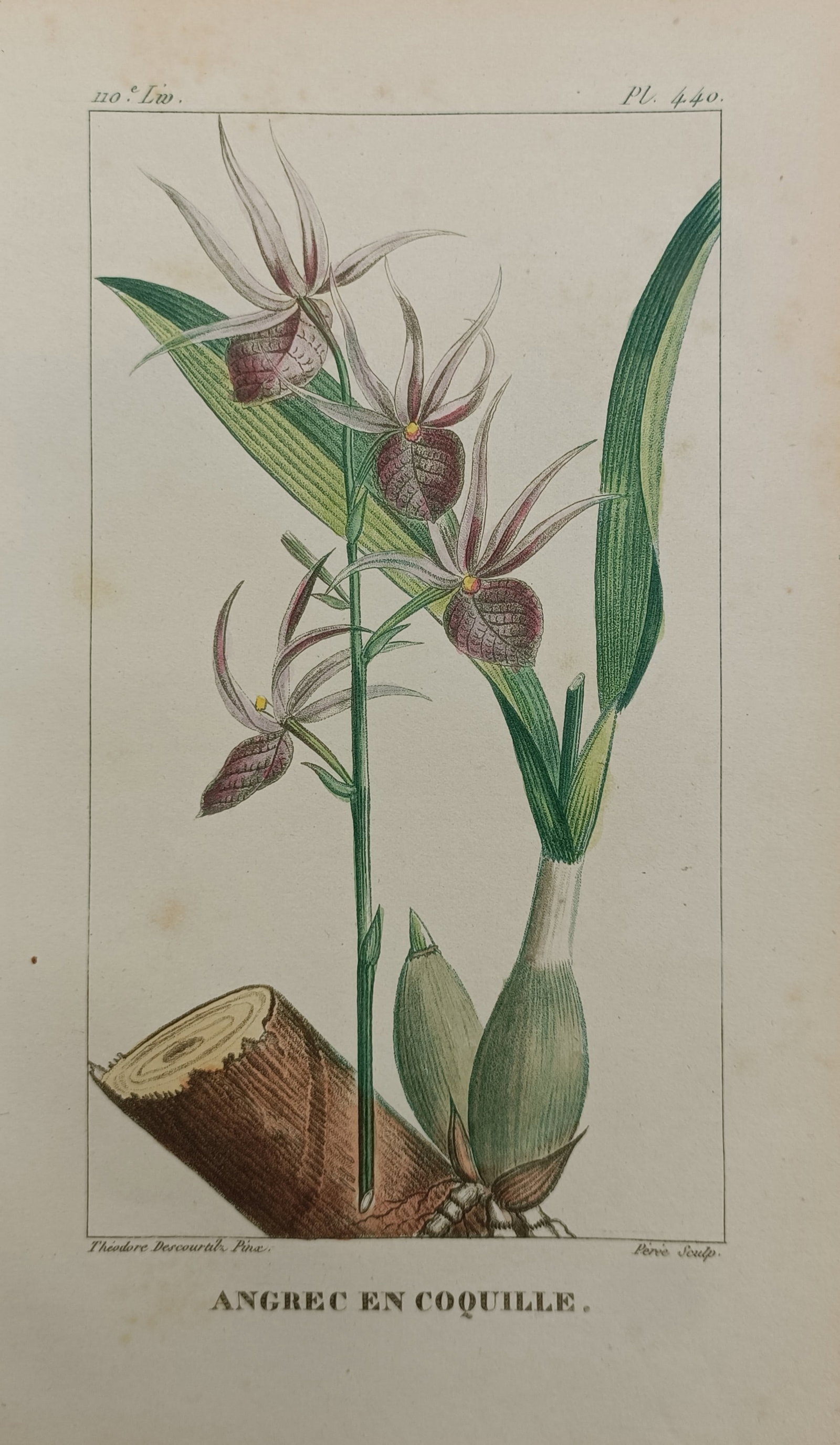 Jean-Théodore Descourtilz – Shell Orchid – Hand-Colored Engraving (c. 1821–1828) (1 of 2)