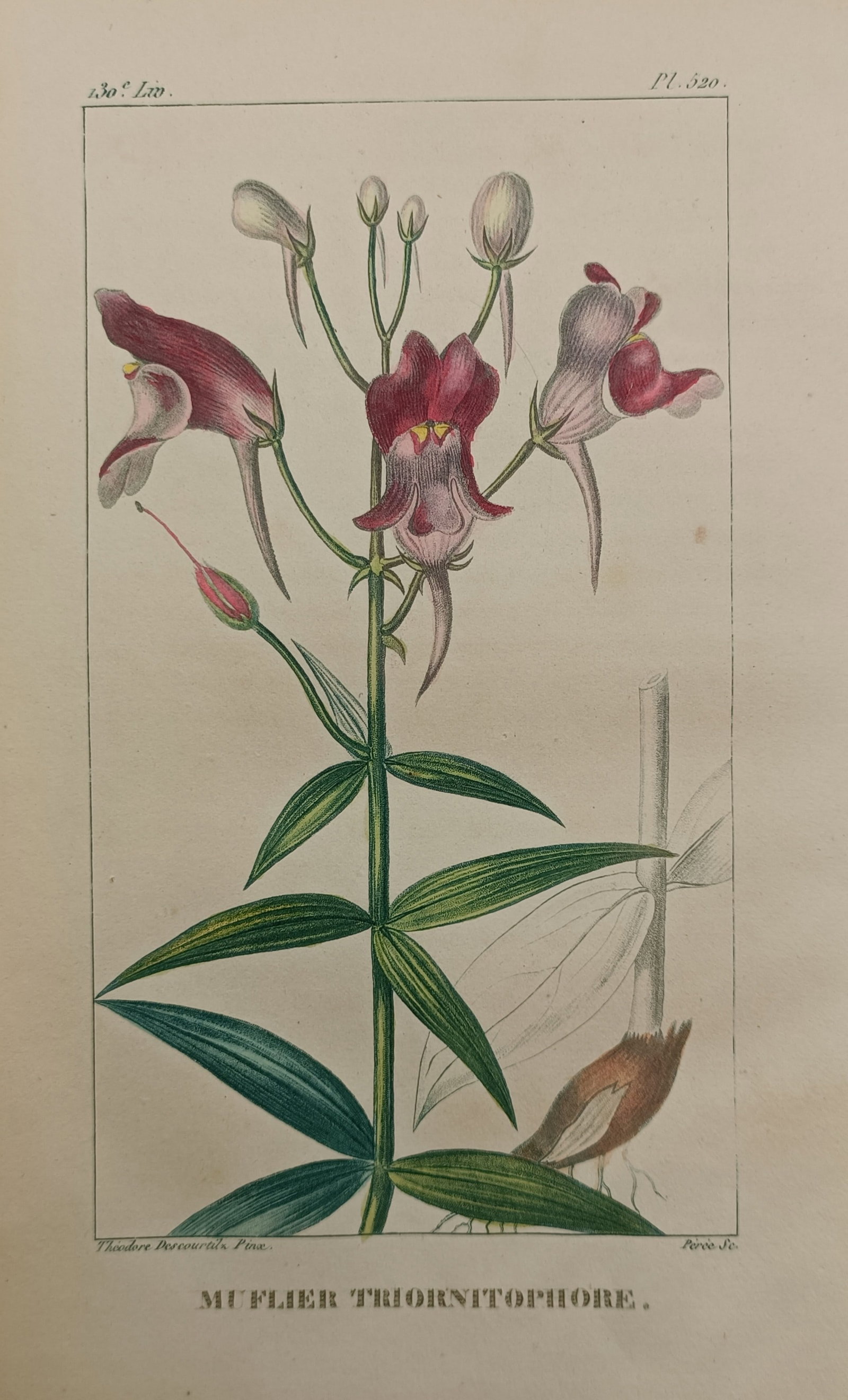 Jean-Théodore Descourtilz – Three-Bird Toadflax – Hand-Colored Engraving (c. 1821–1828): "Three-Bird Toadflax" depicts a detailed botanical study of an upright flowering plant featuring distinctive spurred blossoms, slender foliage, and root morphology. The composition illustrates the int