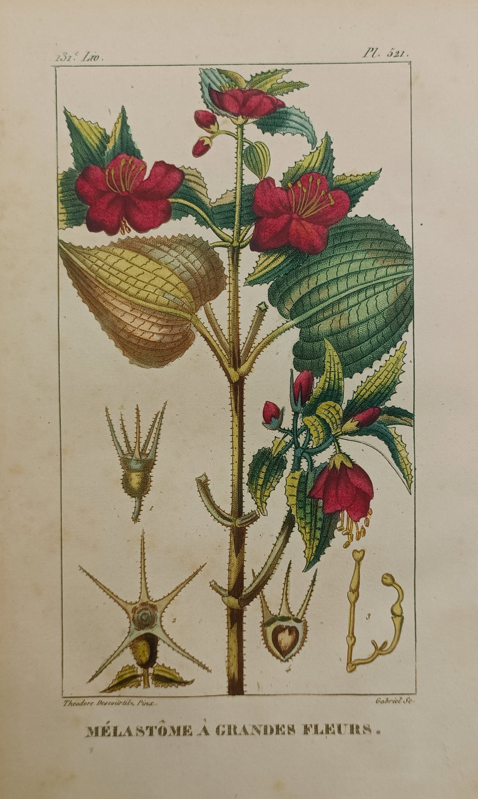 Jean-Théodore Descourtilz – Large-Flowered Melastoma – Hand-Colored Engraving (c. 1821–1828) (1 of 2)