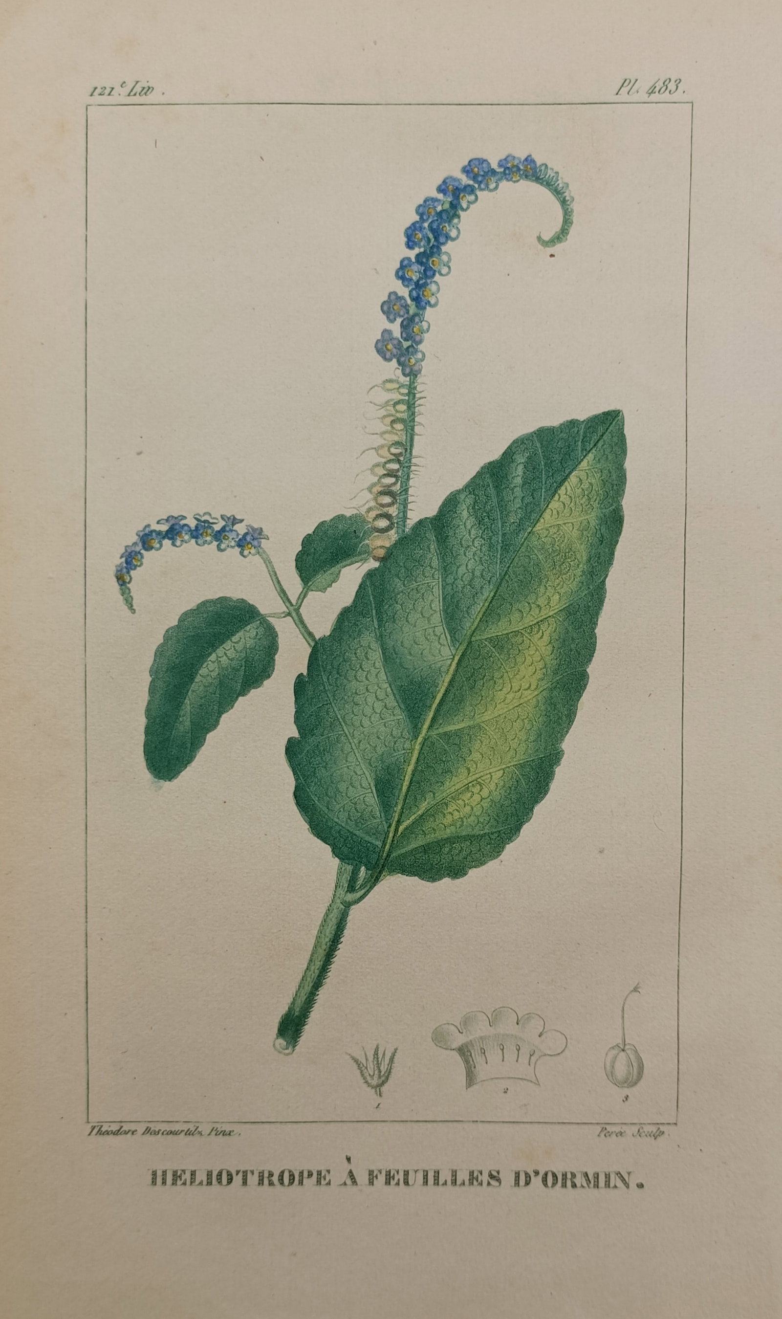 Jean-Théodore Descourtilz – Clary-Leaved Heliotrope – Hand-Colored Engraving (c. 1821–1828) (1 of 2)