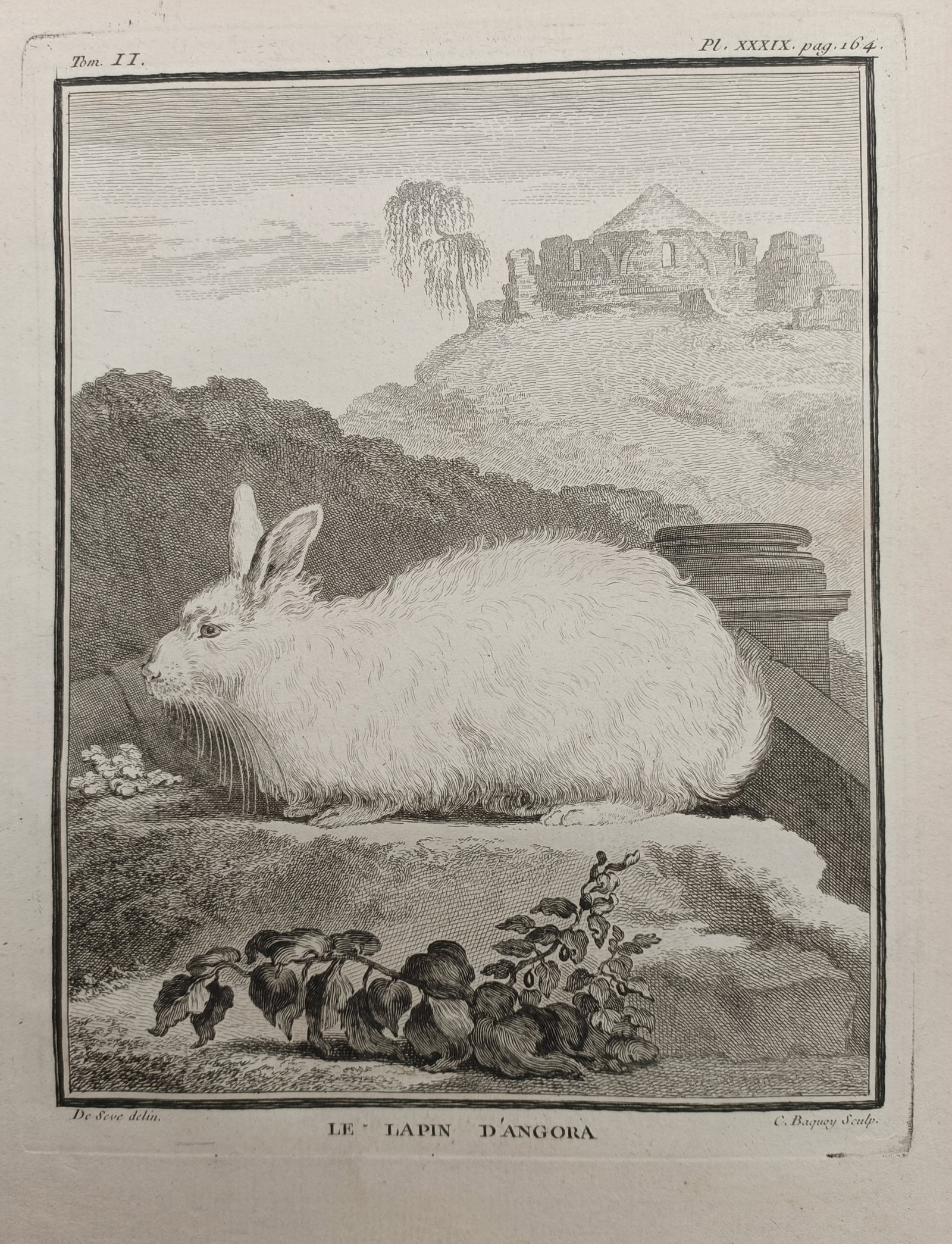 Georges-Louis Leclerc de Buffon – Angora Rabbit – Engraving (18th Century) (1 of 2)