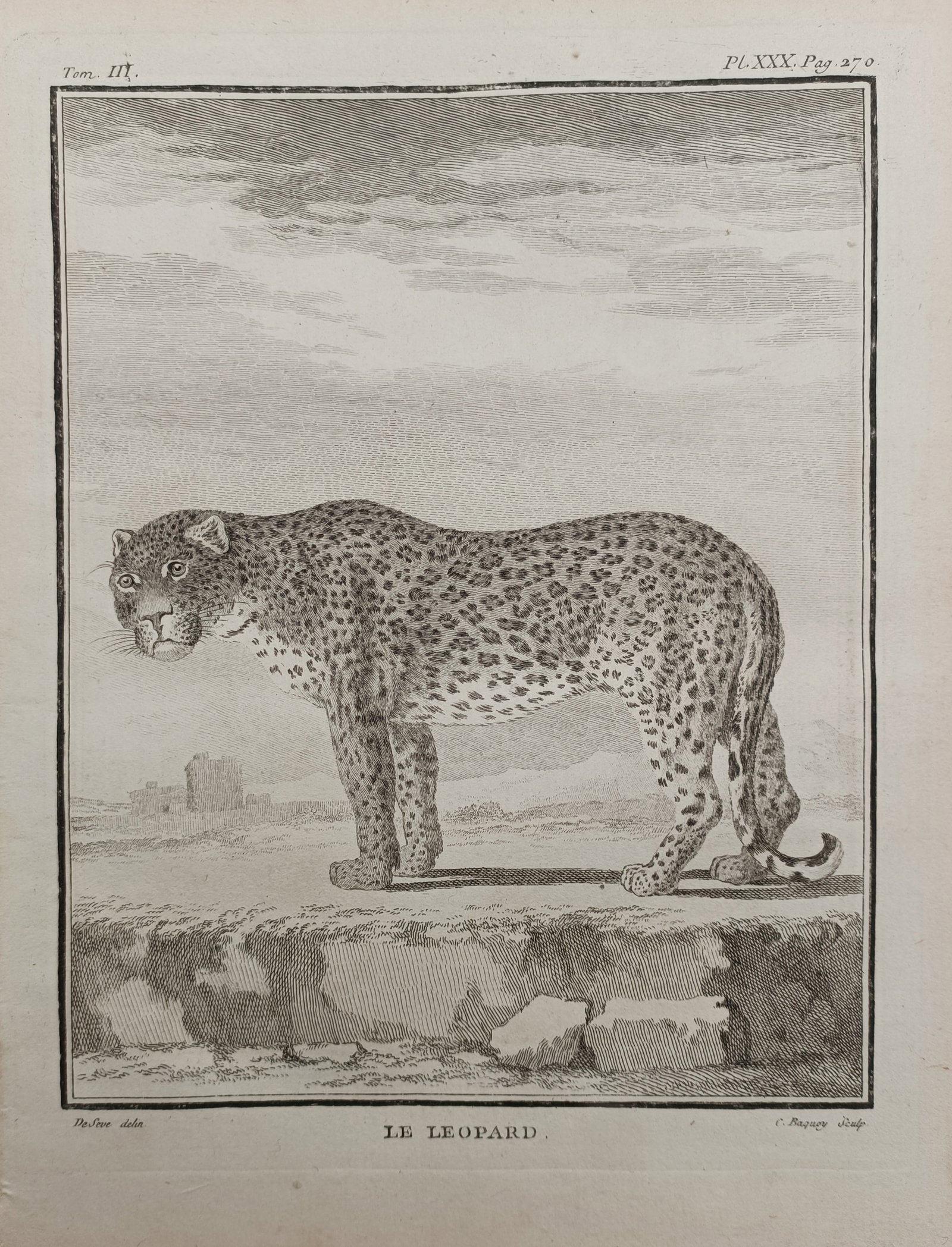 Georges-Louis Leclerc de Buffon – The Leopard – Engraving (18th Century) (1 of 2)