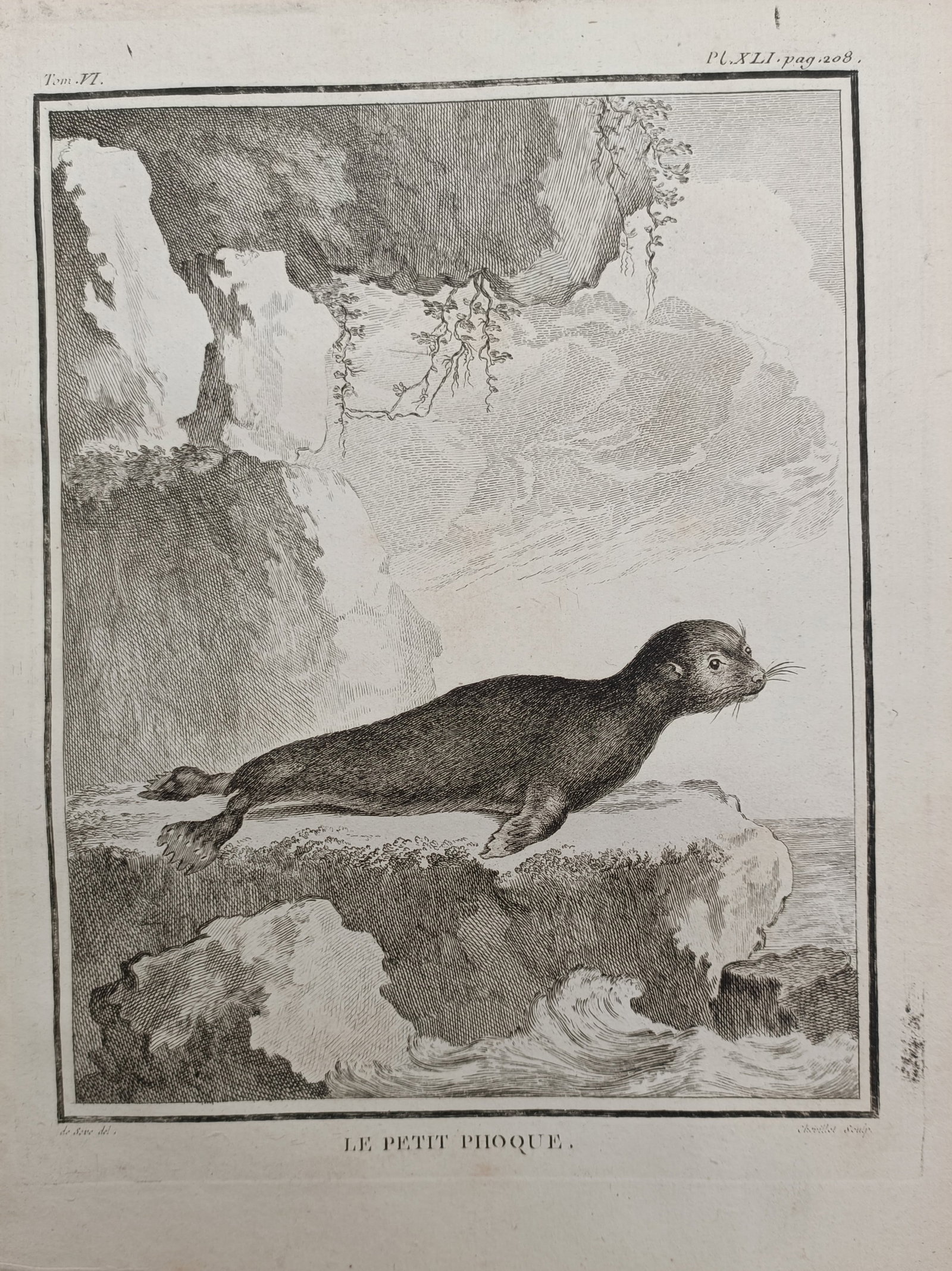 Georges-Louis Leclerc de Buffon – The Little Seal – Engraving (18th Century): "The Little Seal" depicts a detailed zoological study of a seal resting upon a rocky coastal ledge above breaking waves beside towering seaside cliffs. The natural history composition illustrates the 