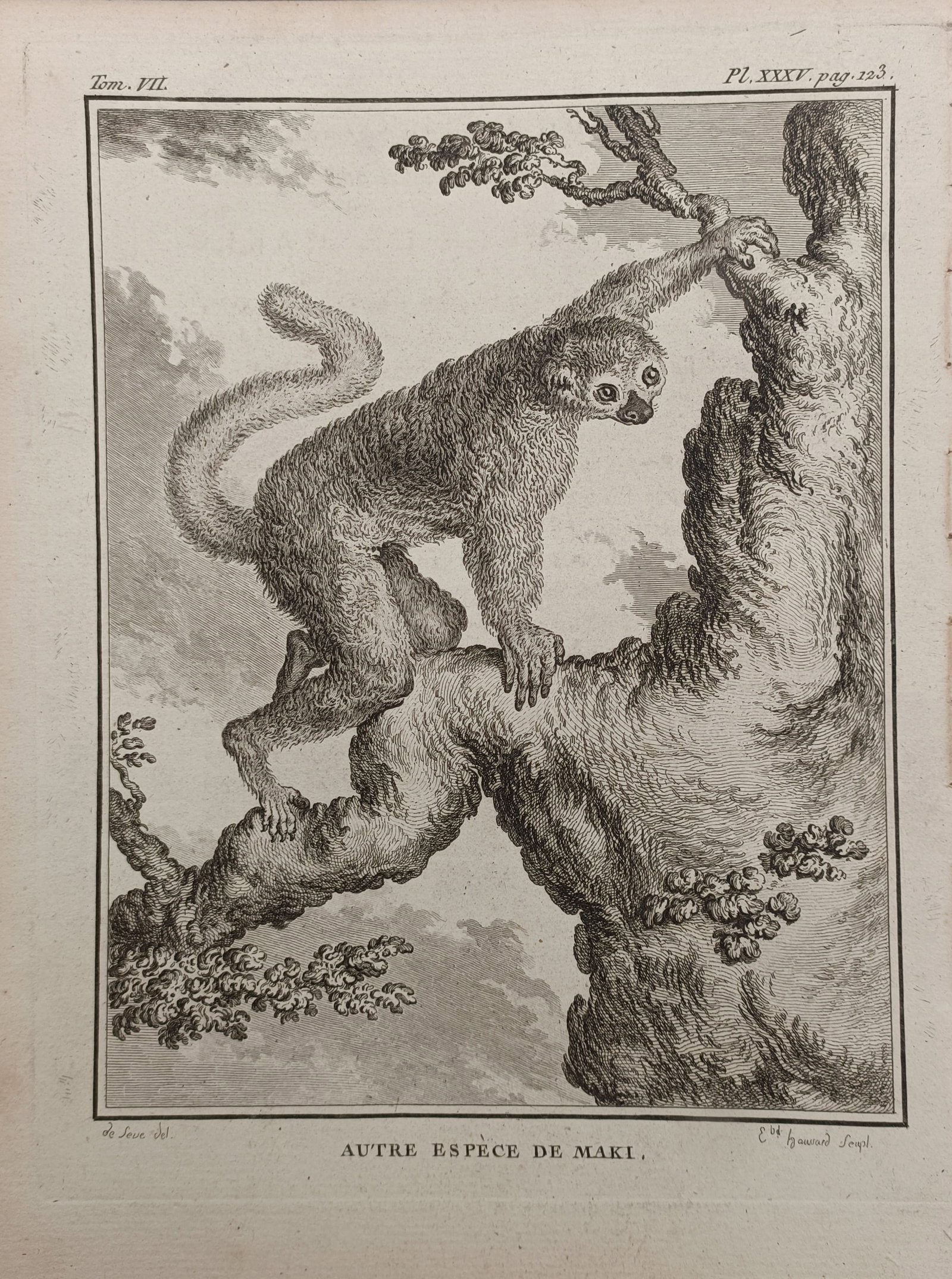 Georges-Louis Leclerc de Buffon – Another Species of Lemur – Engraving (18th Century) (1 of 2)