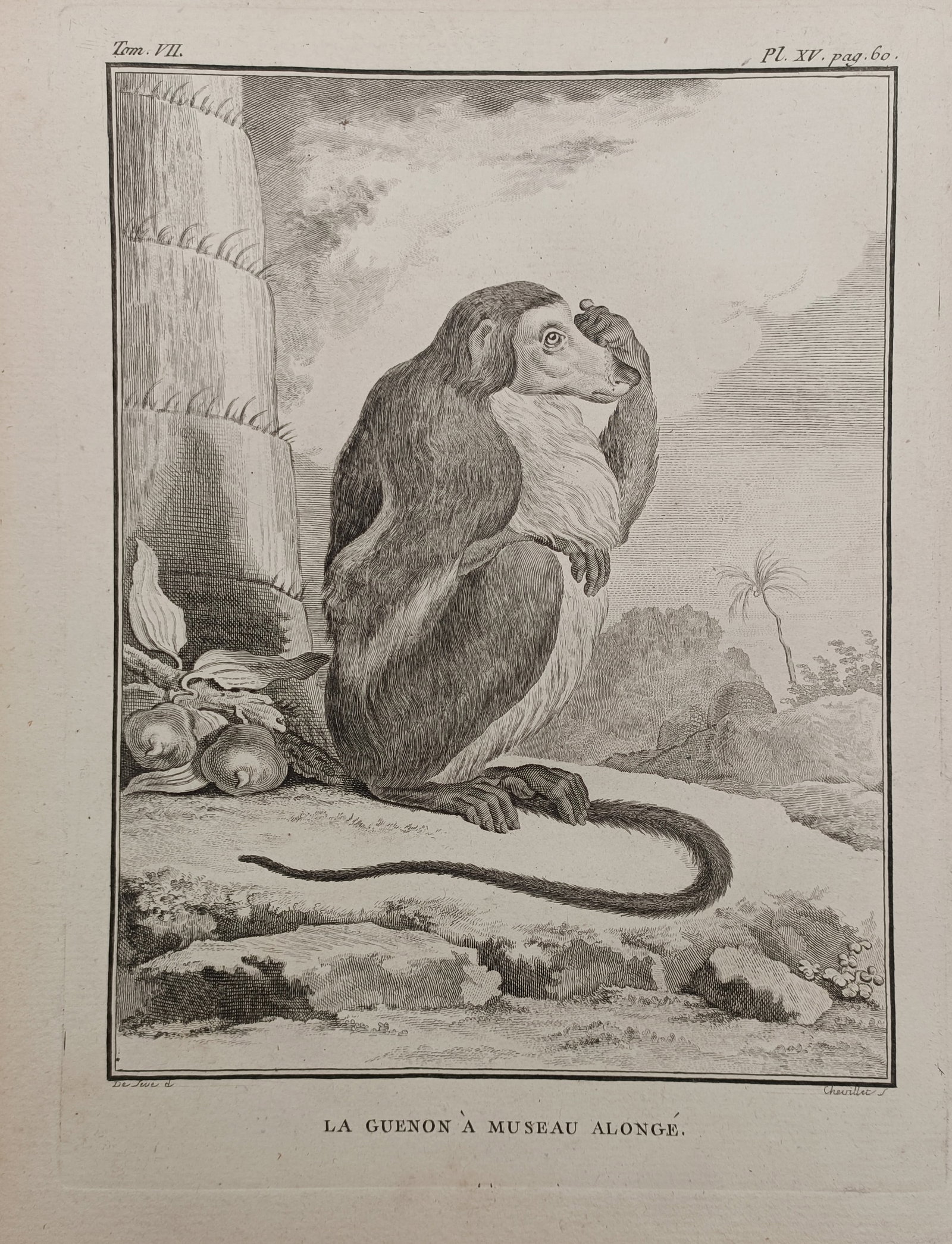 Georges-Louis Leclerc de Buffon – Long-Muzzled Guenon – Engraving (18th Century): "The Long-Muzzled Guenon" depicts a detailed zoological study of a long-snouted monkey seated upon a rocky ledge beside fruit and a palm trunk against a tropical landscape. The natural history composi
