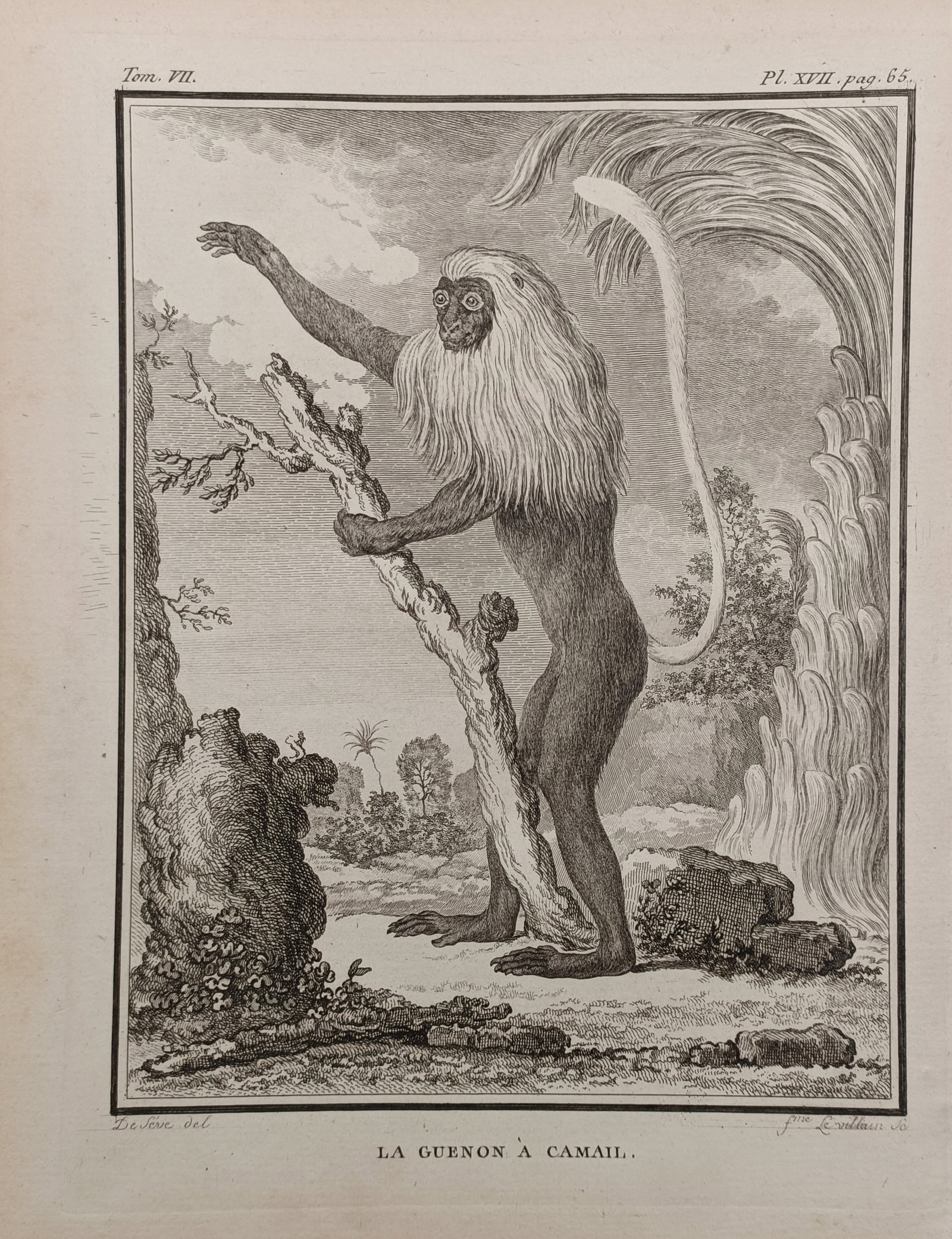 Georges-Louis Leclerc de Buffon – The Hooded Guenon – Engraving (18th Century): "The Hooded Guenon" depicts a detailed zoological study of a long-tailed primate with a distinctive flowing light mane standing upright against an open landscape with tropical foliage. The natural his
