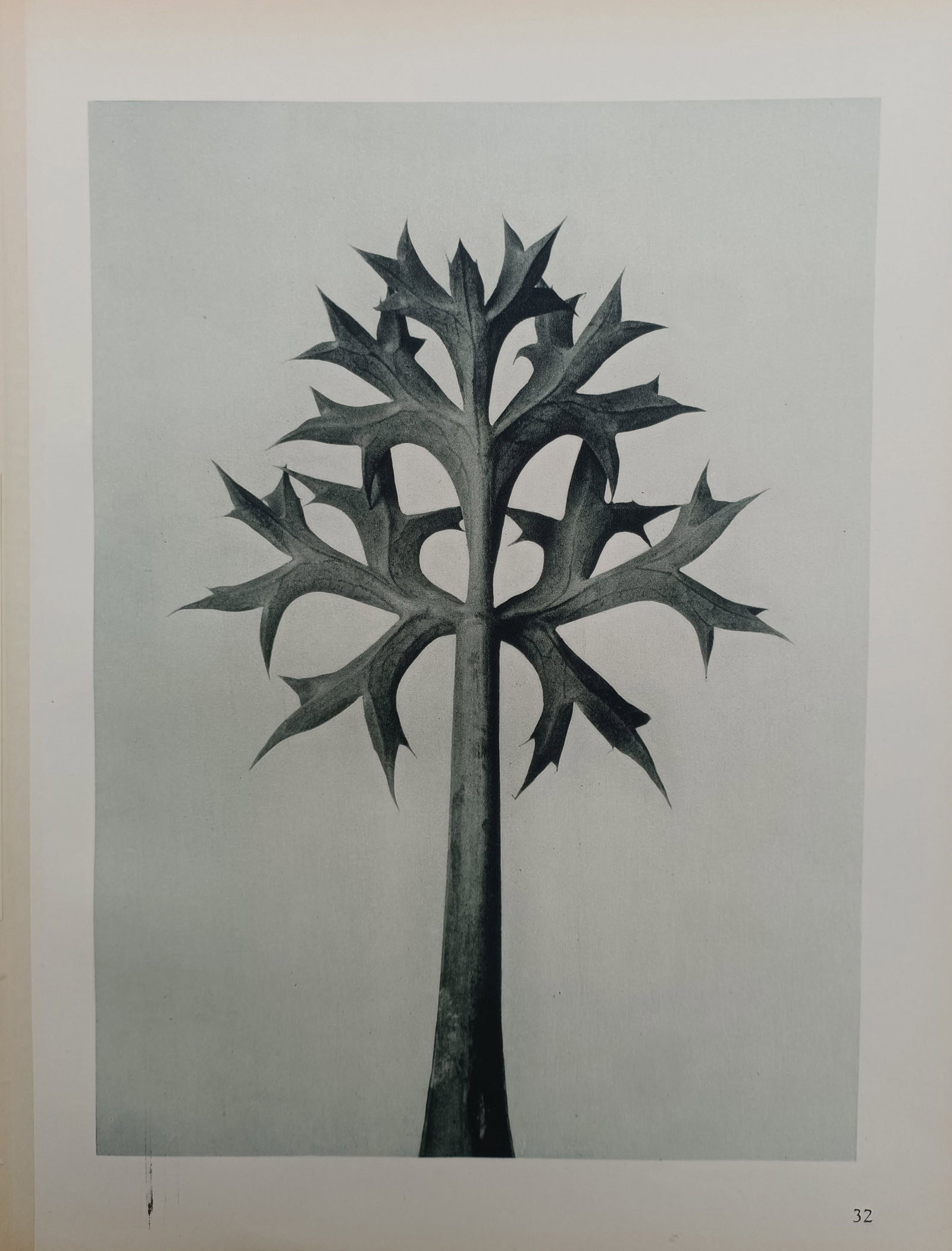 Karl Blossfeldt, after – Bear's Breeches Bracts – Offset Print (20th Century): "Bear's Breeches Bracts" depicts a magnified botanical study highlighting the sculptural form and sharp symmetrical contours of bear's breeches bracteoles. The composition illustrates the organic stru
