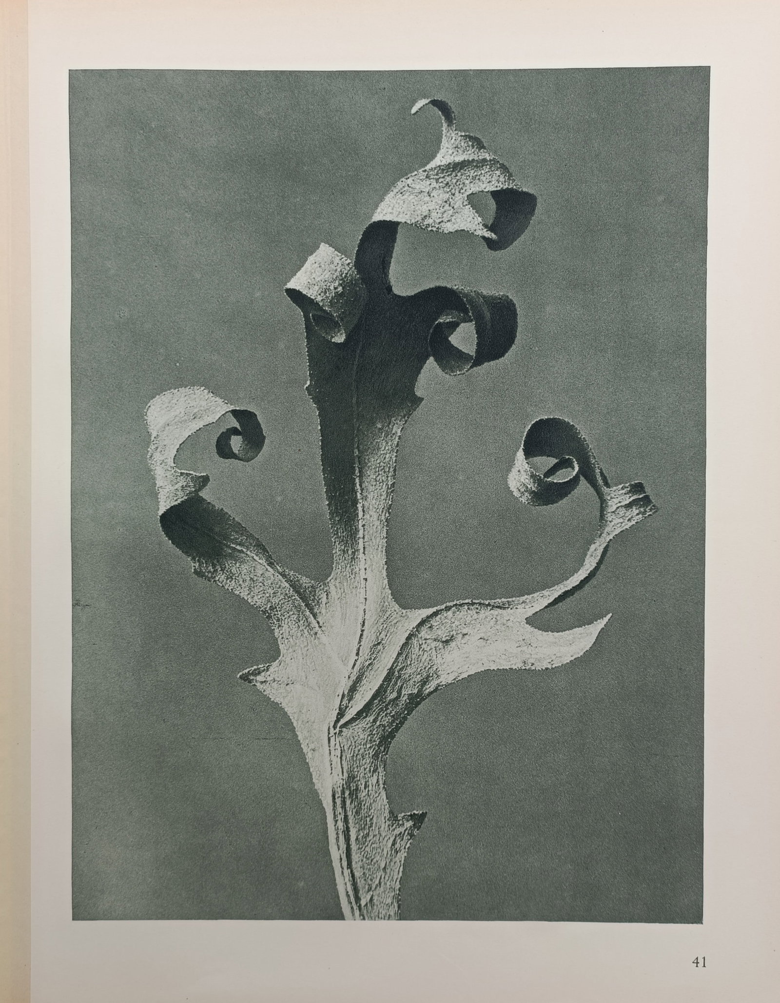 Karl Blossfeldt, after – European Hackberry Leaf Tip – Offset Print (20th Century): "European Hackberry Leaf Tip" depicts a magnified botanical study showcasing the expressive curling contours and sculptural form of a dried leaf apex. The composition illustrates the organic architect