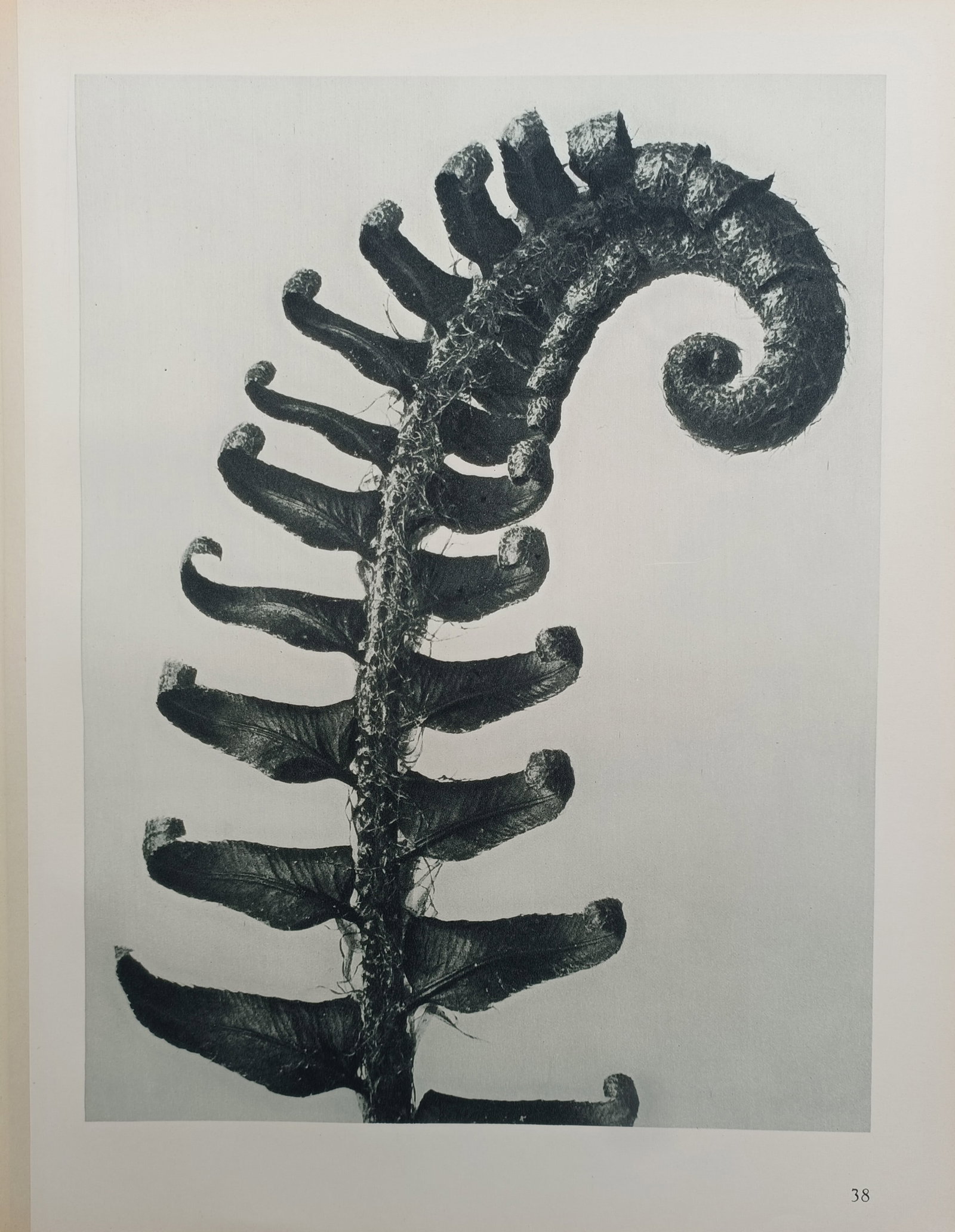 Karl Blossfeldt, after – Unfurling Fern Frond – Offset Print (20th Century): "Unfurling Fern Frond" depicts a magnified botanical study highlighting the spiraling rhythm, natural curvature, and delicate pinnae of an emerging fern crosier. The composition illustrates the organi