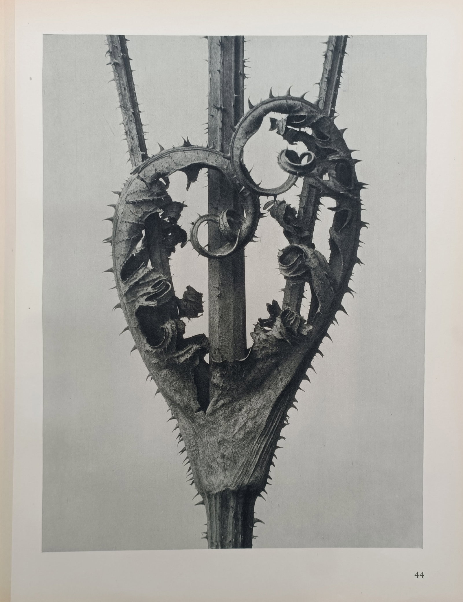 Karl Blossfeldt, after – Cutleaf Teasel Dried Leaves – Offset Print (20th Century): "Cutleaf Teasel Dried Leaves" depicts a magnified botanical study showcasing the spiny, curling margins and cup-like structure of dried teasel leaves fused along a rigid vertical stem. The composition