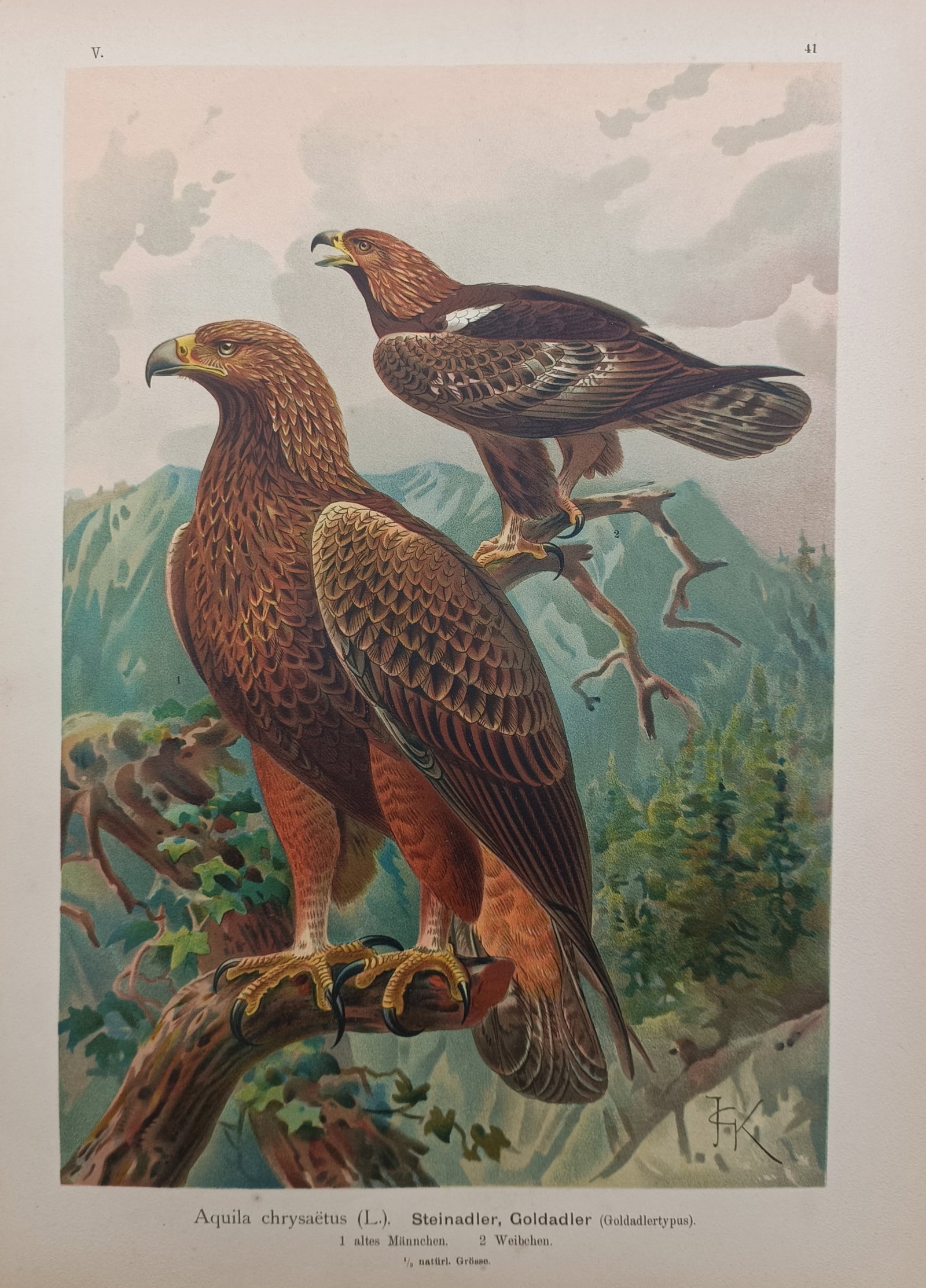 Johann Friedrich Naumann – Golden Eagle – Lithograph (19th Century): "Golden Eagle" depicts a detailed ornithological study of a pair of golden eagles perched upon mountain branches overlooking a forested alpine landscape. The natural history composition illustrates th