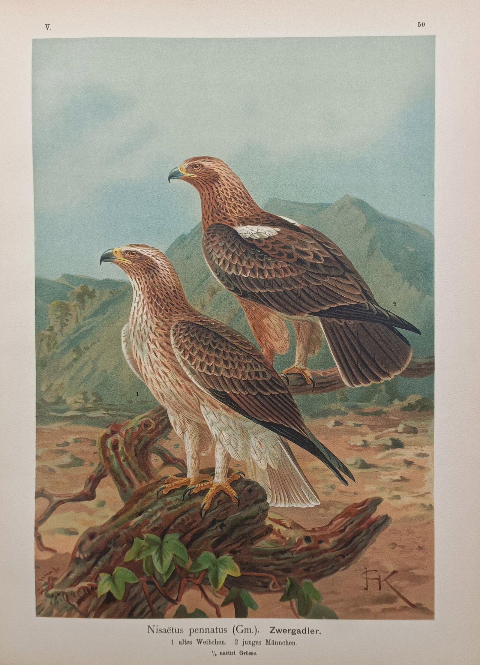Johann Friedrich Naumann – Booted Eagle – Lithograph (19th Century): "Booted Eagle" depicts a detailed ornithological study of a pair of booted eagles perched upon a weathered branch against an expansive mountainous landscape. The natural history composition illustrate