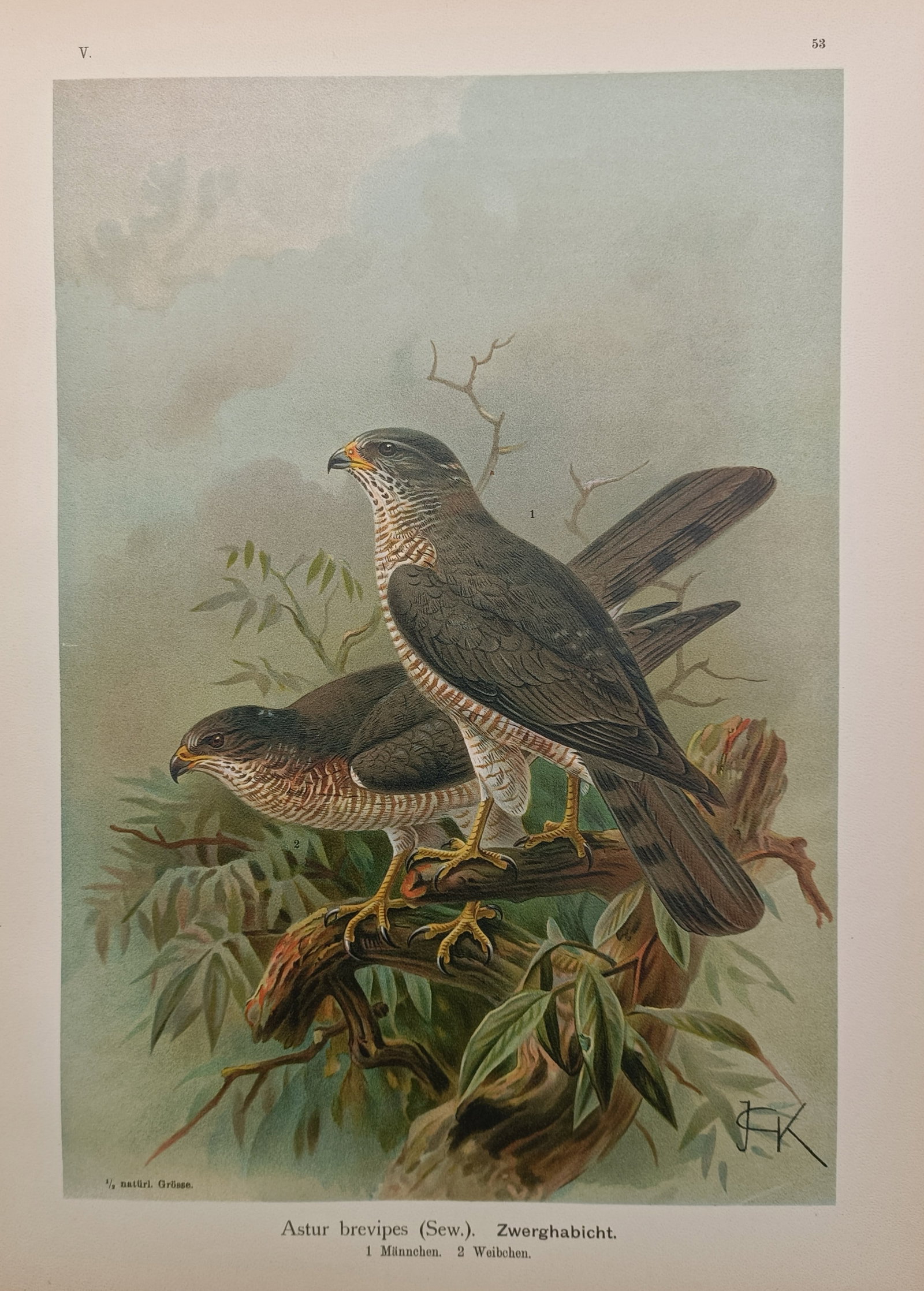 Johann Friedrich Naumann – Levant Sparrowhawk – Lithograph (19th Century) (1 of 2)