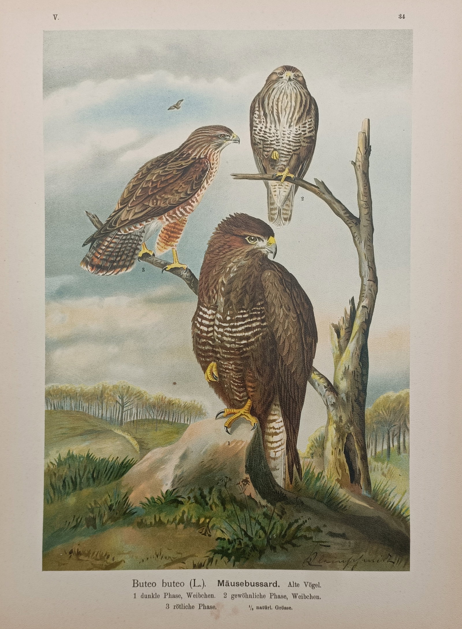 Johann Friedrich Naumann – Common Buzzard Plumage Variations – Lithograph (19th Century): "Common Buzzard" depicts a detailed ornithological study presenting multiple plumage variations of the bird of prey perched upon rock and weathered branches in an open rolling countryside landscape. T