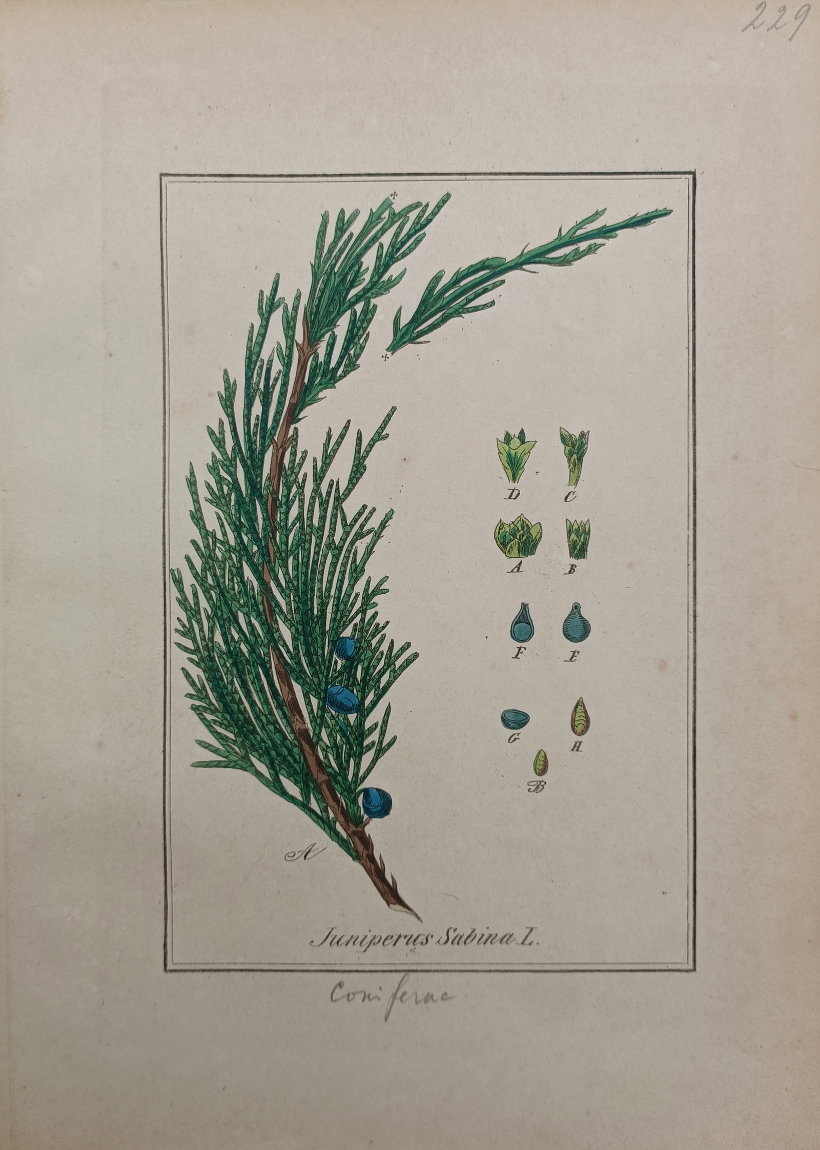 Max Schulze – Savin Juniper – Lithograph (19th Century) (1 of 2)