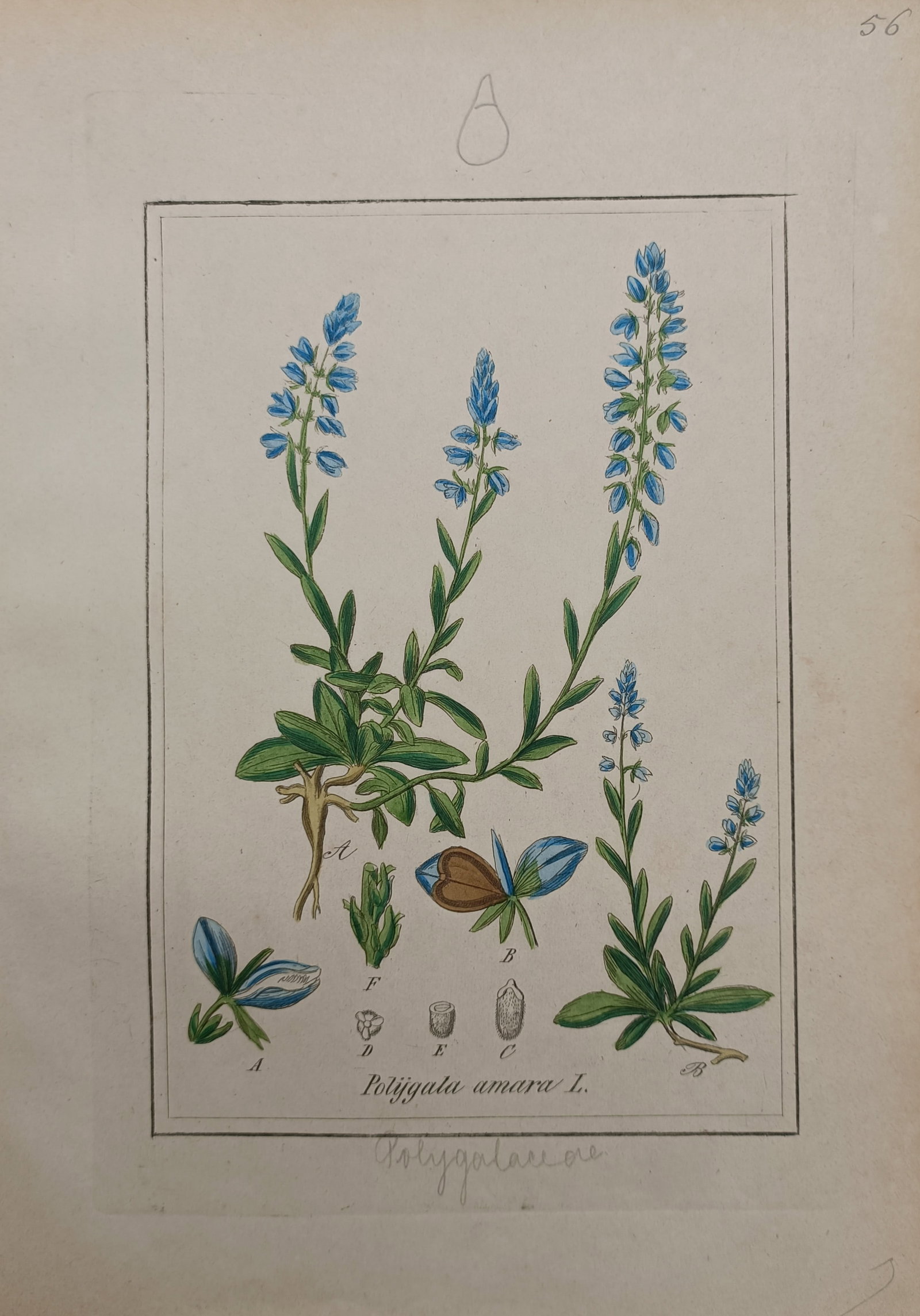 Max Schulze – Bitter Milkwort – Lithograph (19th Century) (1 of 2)