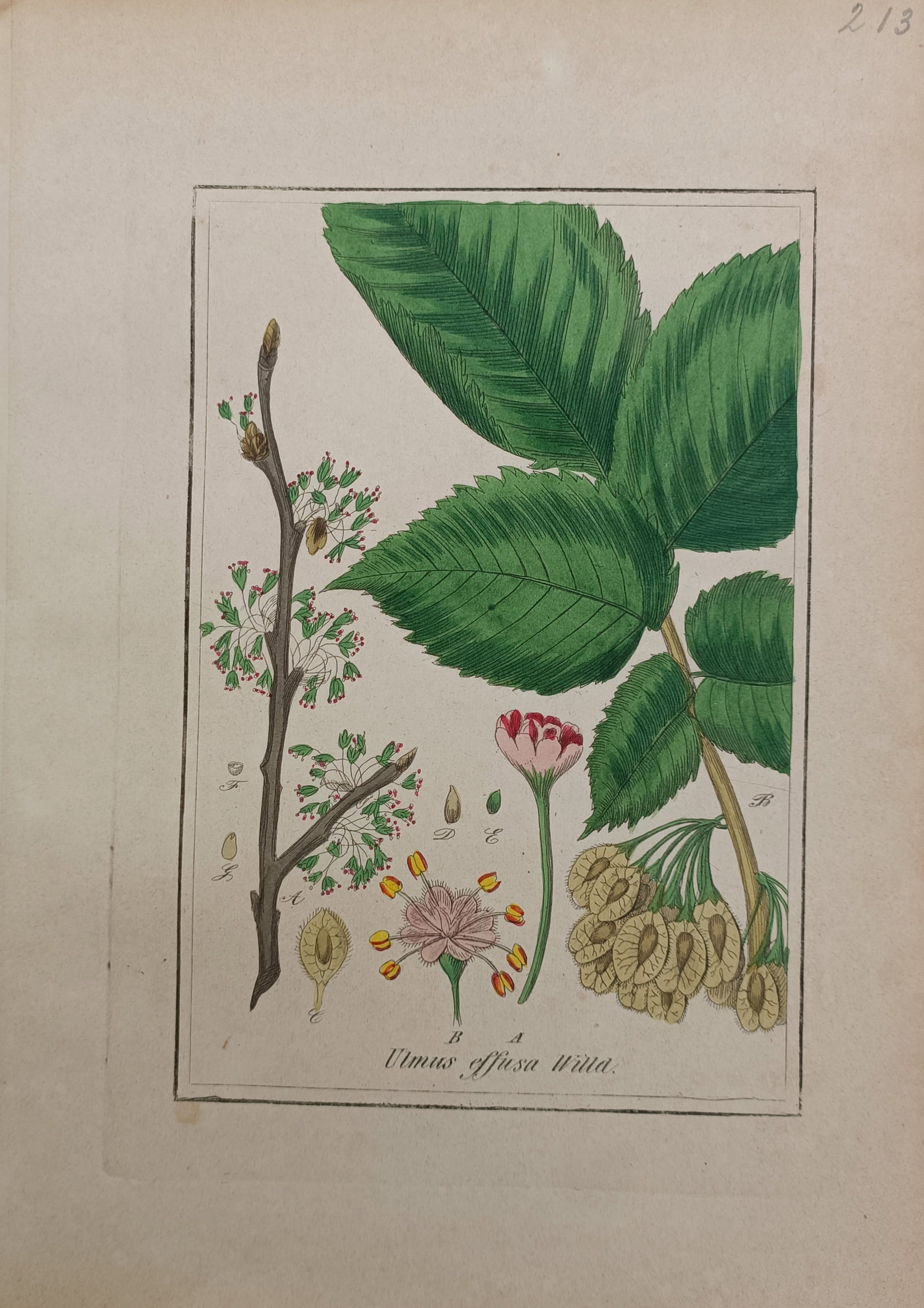 Max Schulze – European White Elm – Lithograph (19th Century) (1 of 2)