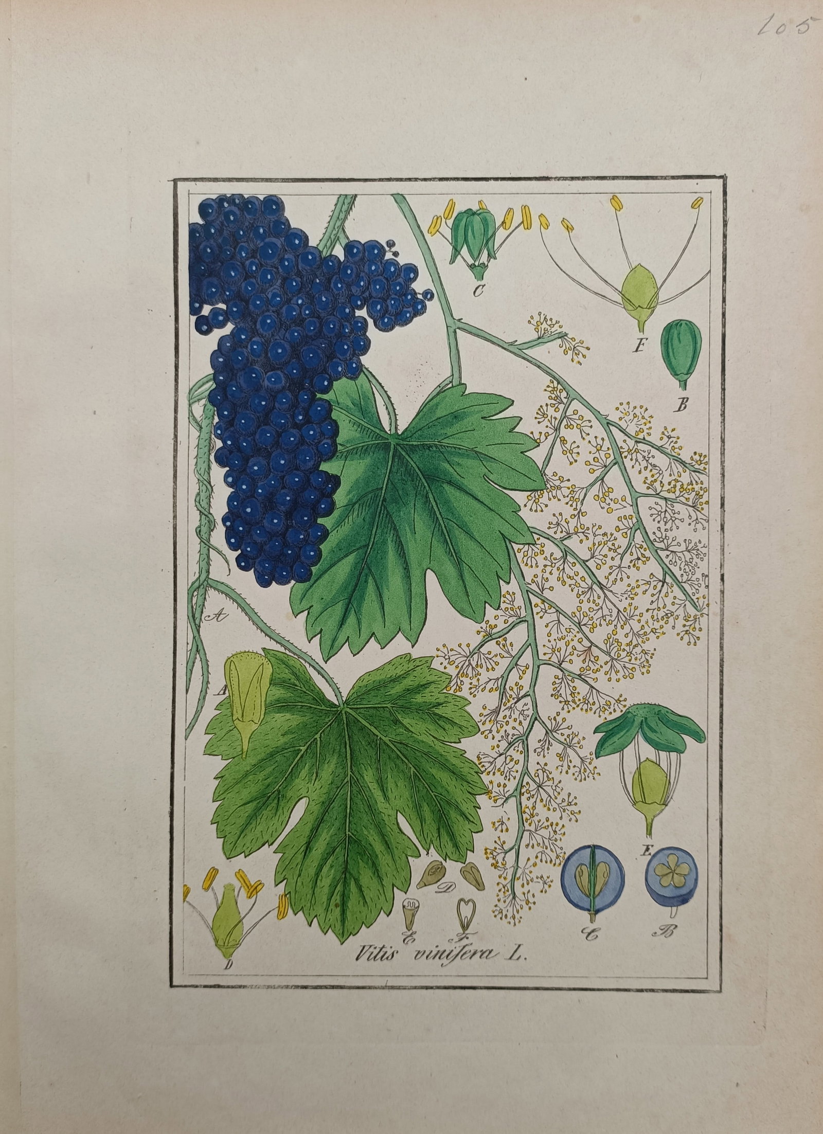 Max Schulze – Common Grape Vine – Lithograph (19th Century) (1 of 2)