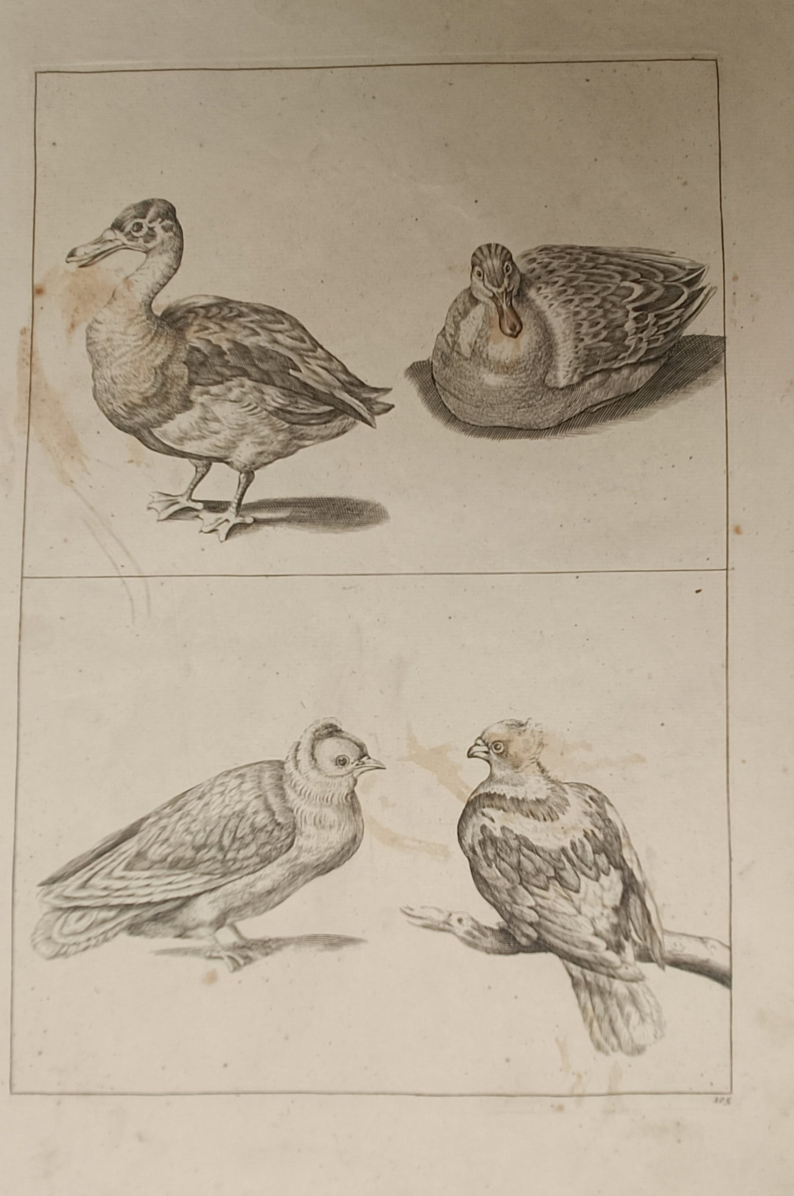 Frederik de Wit – Studies of Ducks and Crested Birds – Engraving (17th Century): "Studies of Ducks and Crested Birds" depicts a detailed natural history study divided into two registers, featuring standing and resting waterfowl above and a pair of crested birds perched and grounde