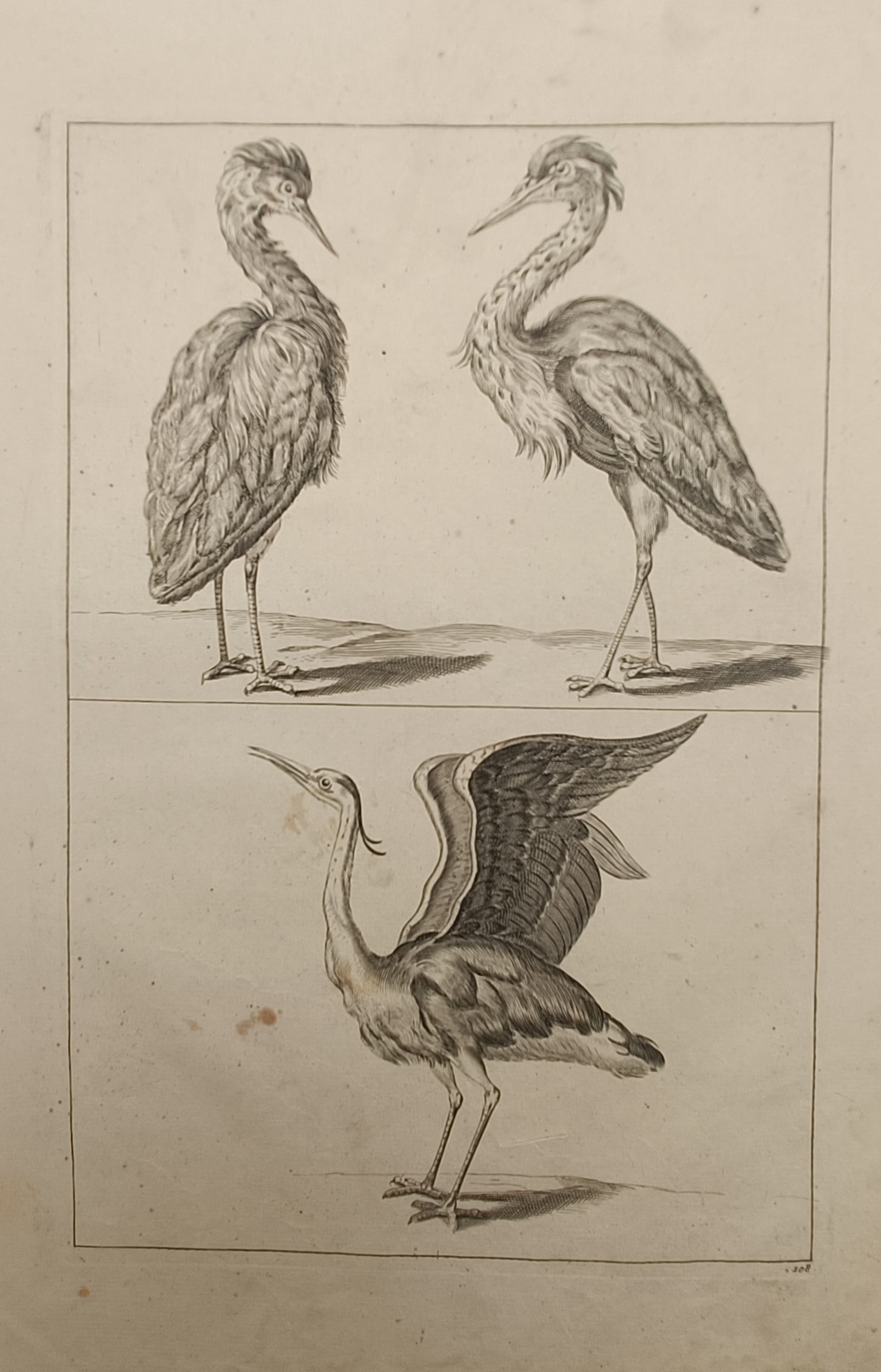 Frederik de Wit – Studies of Herons and Wading Birds – Engraving (17th Century): "Studies of Herons and Wading Birds" depicts a detailed natural history study divided into two registers, featuring a pair of standing long-necked herons above and a single heron with wings raised in 