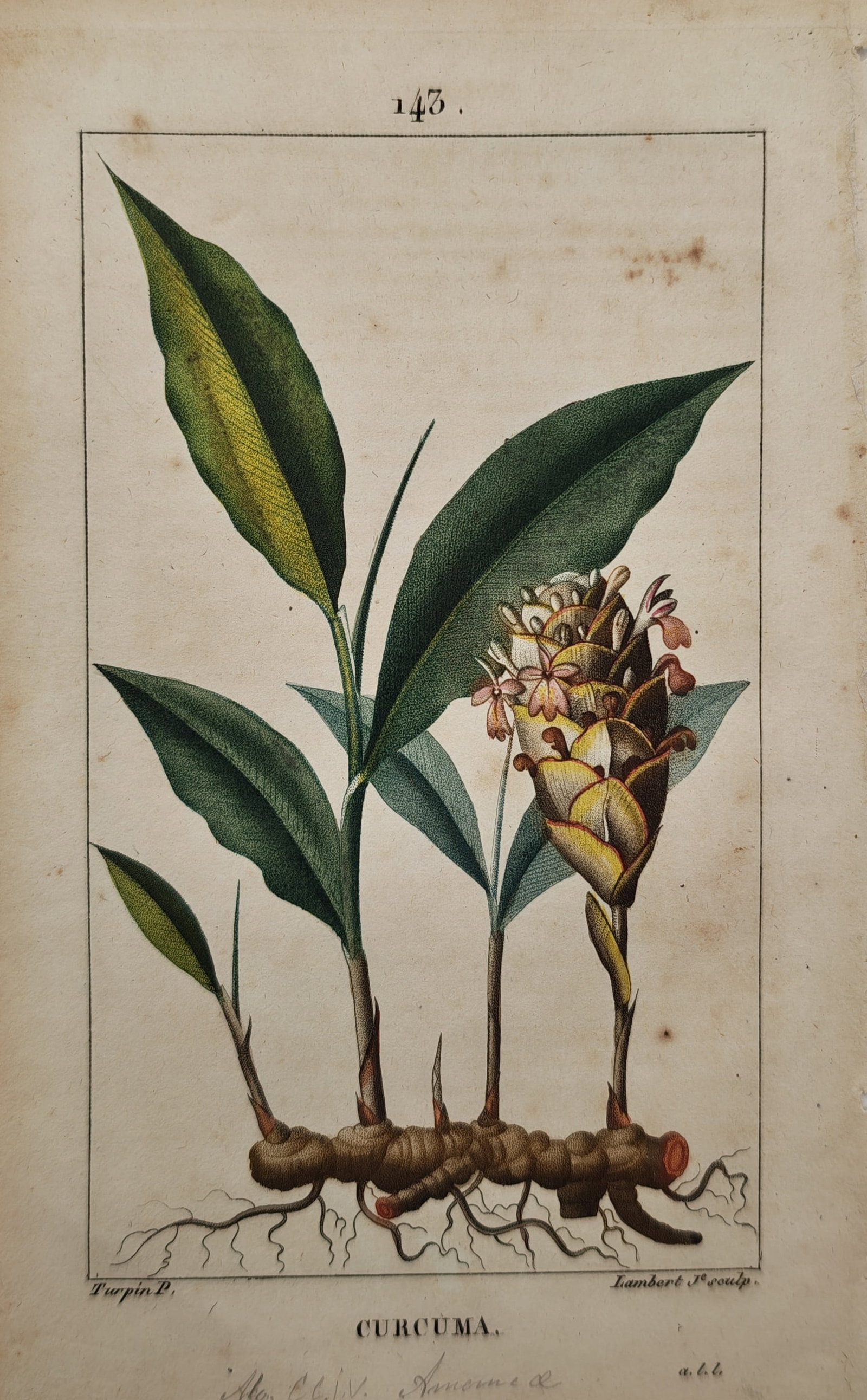 Pierre Jean Francois Turpin – Botanical Study of the Turmeric Plant Curcuma – Engraving (1 of 2)