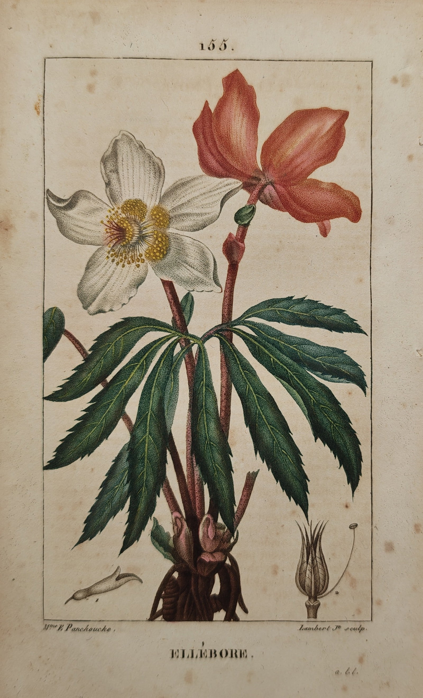 Ernestine Panckoucke – Botanical Study of the Hellebore Plant Ellebore – Engraving (19th: "Hellebore" presents a hand-colored botanical study illustrating the palmate foliage, root system, and distinct flowering stages of the hellebore plant alongside detailed seed dissections. The stipple