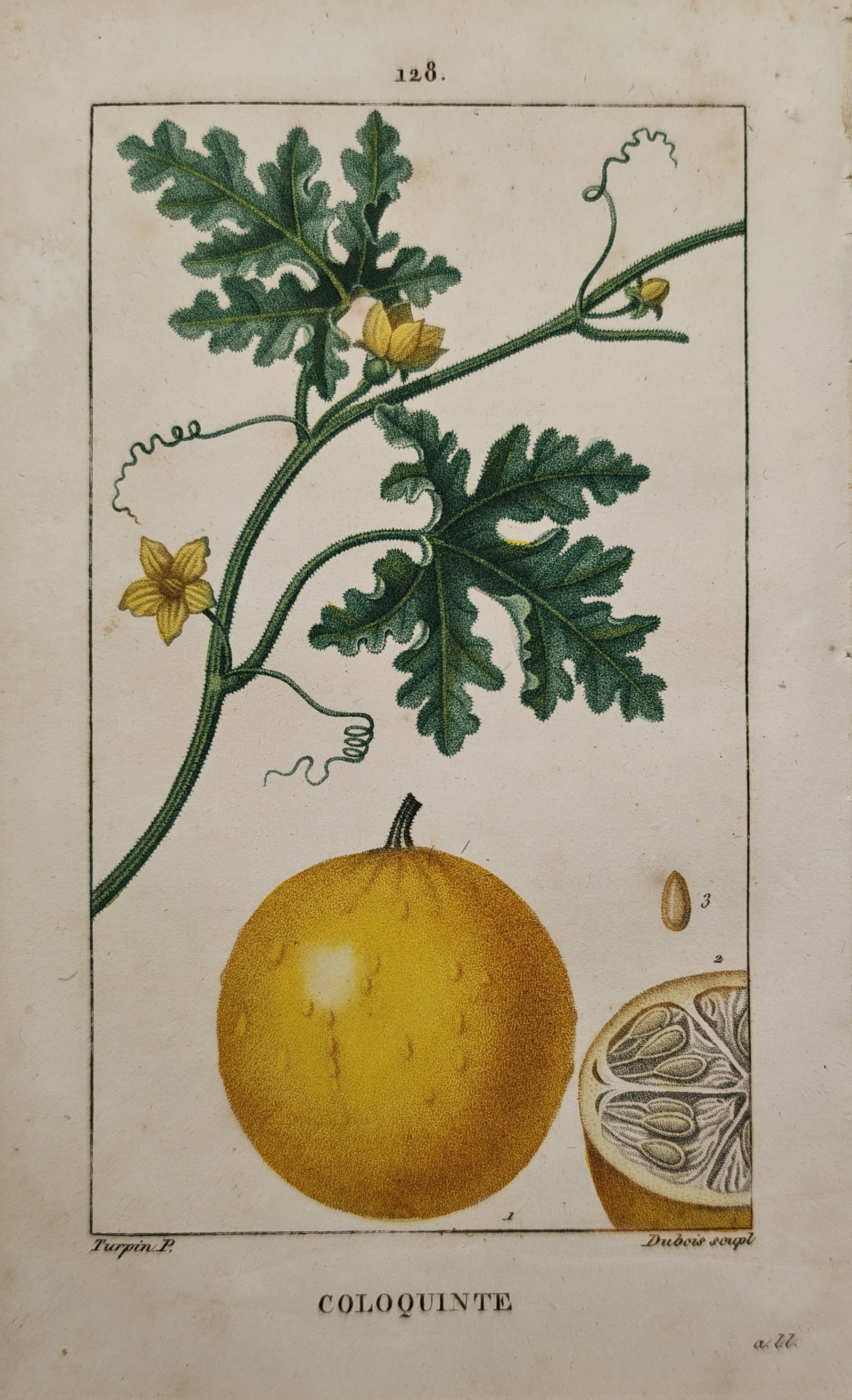 Pierre Jean Francois Turpin – Botanical Study of the Colocynth Bitter Apple – Engraving: "Coloquinte" presents a hand-colored botanical study illustrating the trailing vine, lobed leaves, yellow blossoms, whole fruit, seed, and cross section of the colocynth plant. The stipple and line en