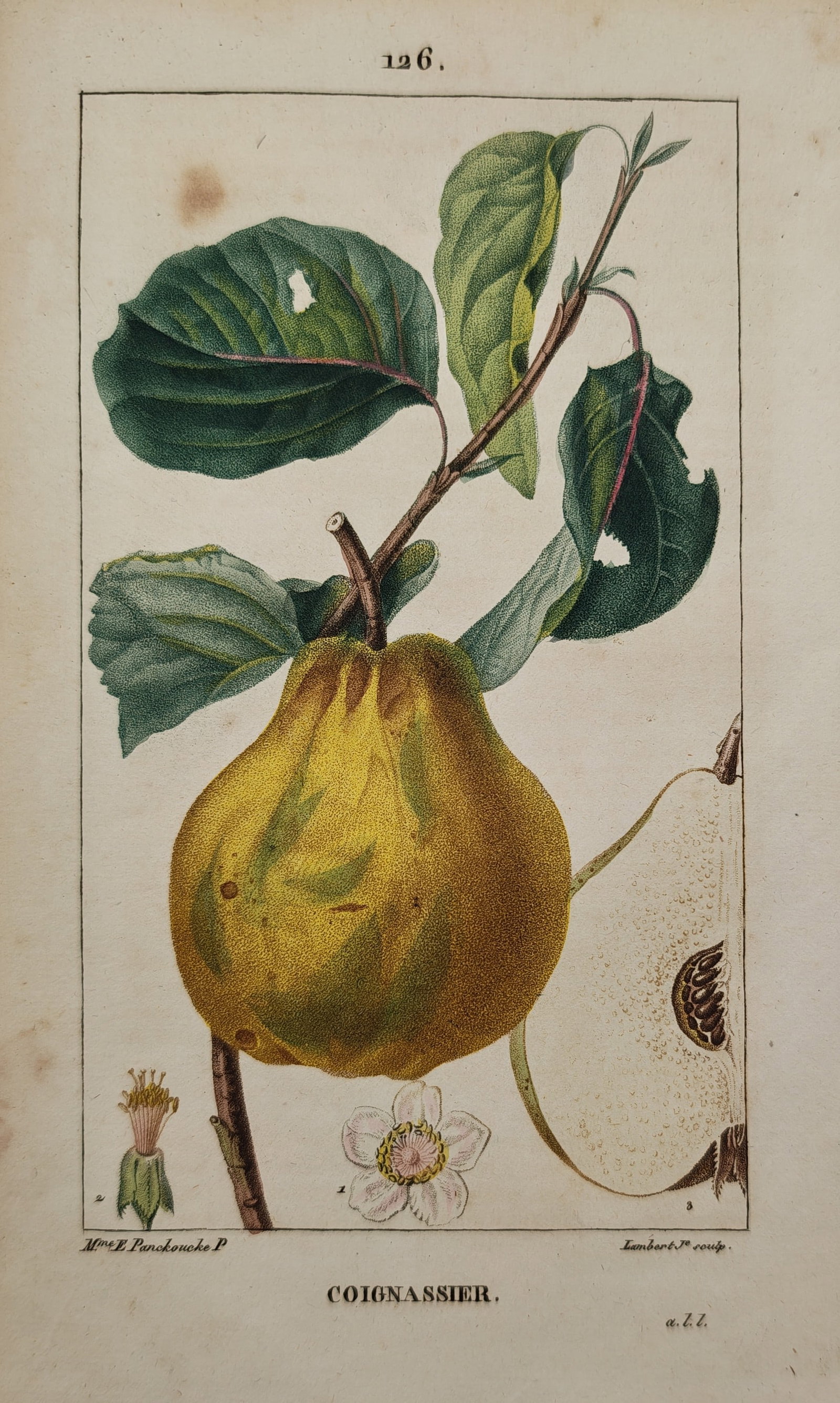 Ernestine Panckoucke – Botanical Study of the Quince Tree Coignassier – Engraving (19th Century) (1 of 2)