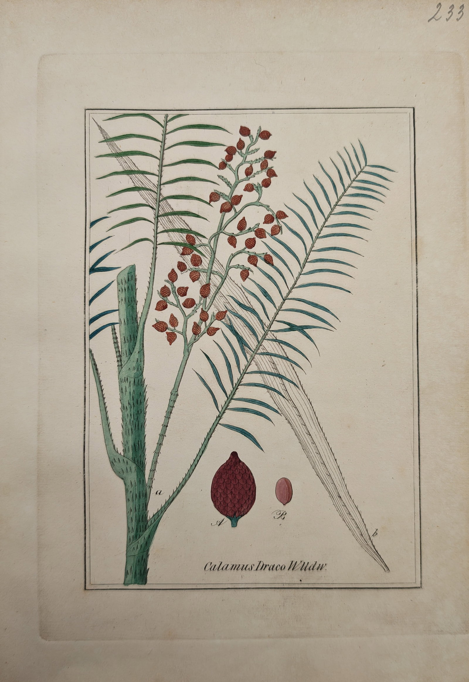 Max Schulze – Botanical Study of the Dragon's Blood Rattan Palm Calamus Draco – Engraving: "Calamus Draco Willdw" presents a hand-colored botanical study illustrating the pinnate fronds, thorny stem, inflorescence clusters, scaly fruit, and seed dissection of the dragon's blood rattan palm.