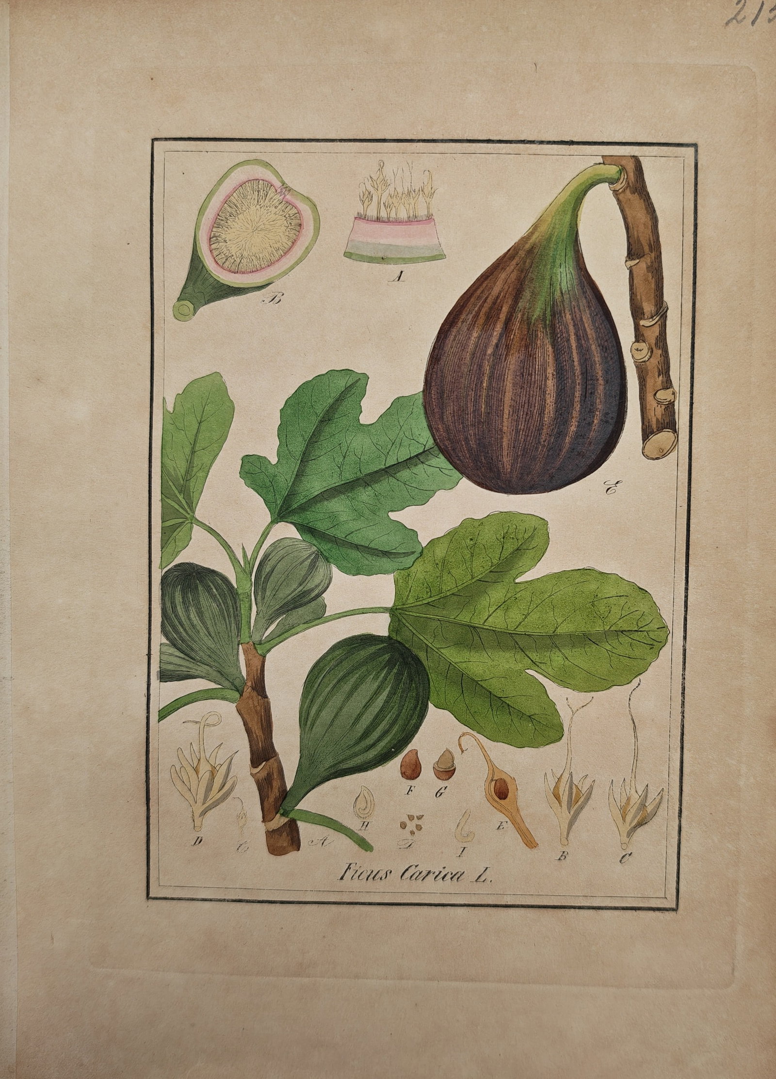 Max Schulze – Botanical Study of the Common Fig Ficus Carica – Engraving (19th Century): "Ficus Carica L." presents a hand-colored botanical study illustrating the lobed foliage, ripening figs on the woody stem, flower structure, and anatomical fruit dissections of the common fig tree. Th