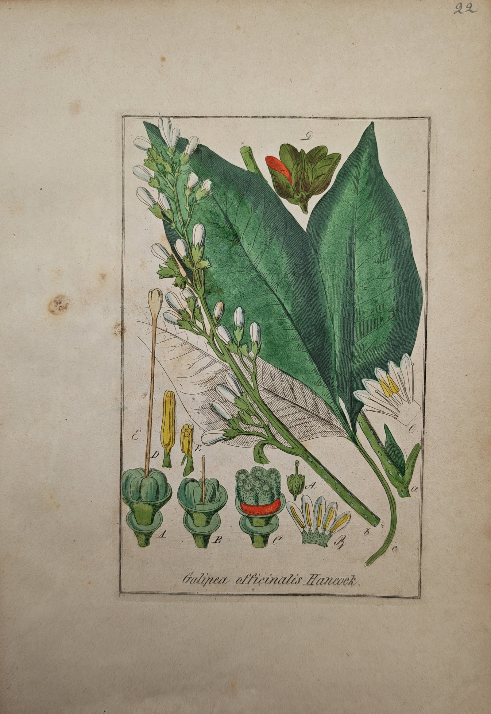 Max Schulze – Botanical Study of the Angostura Bark Plant Galipea Officinalis – Engraving (1 of 2)