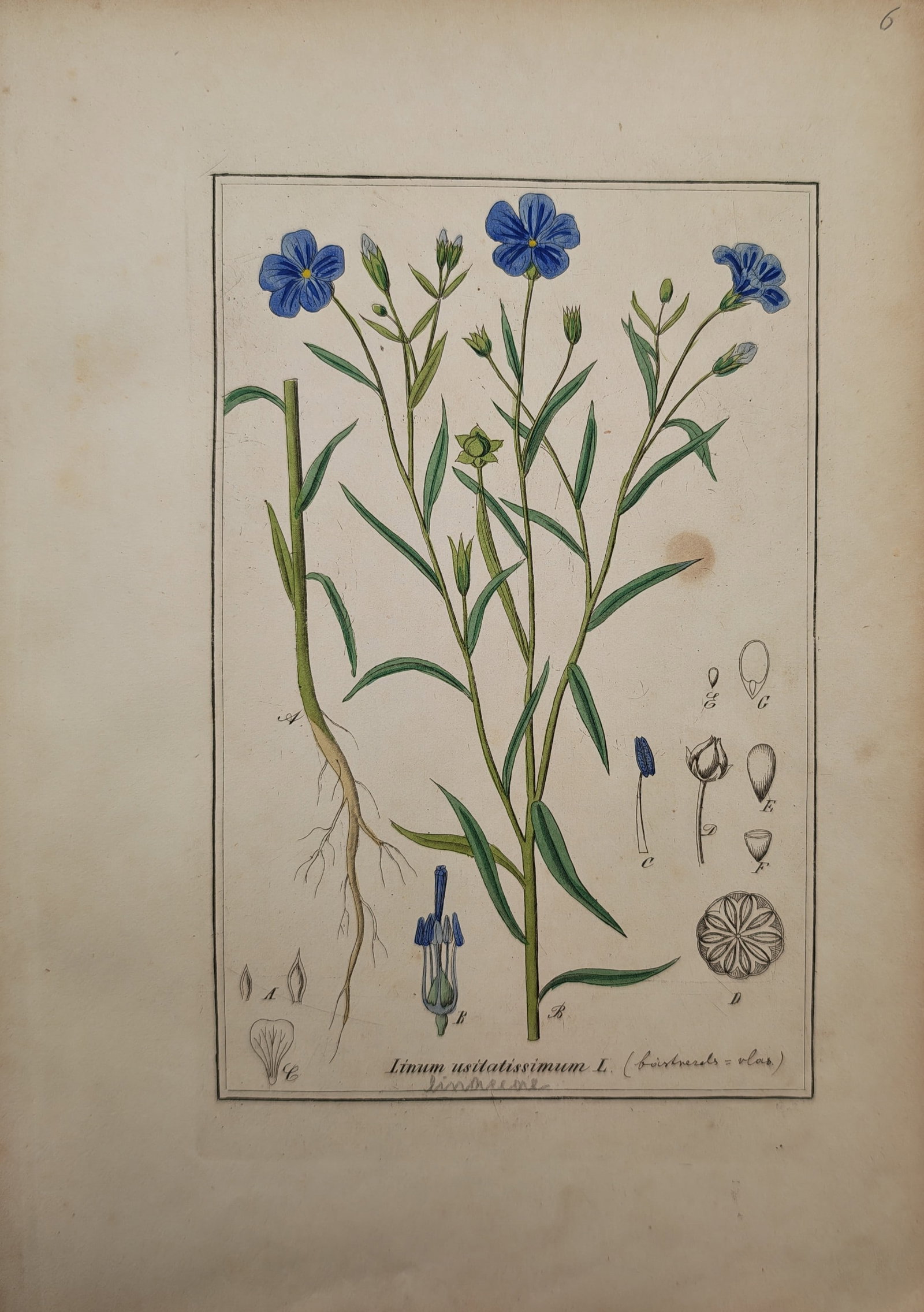Max Schulze – Botanical Study of the Common Flax Linum Usitatissimum – Engraving (19th Century) (1 of 2)