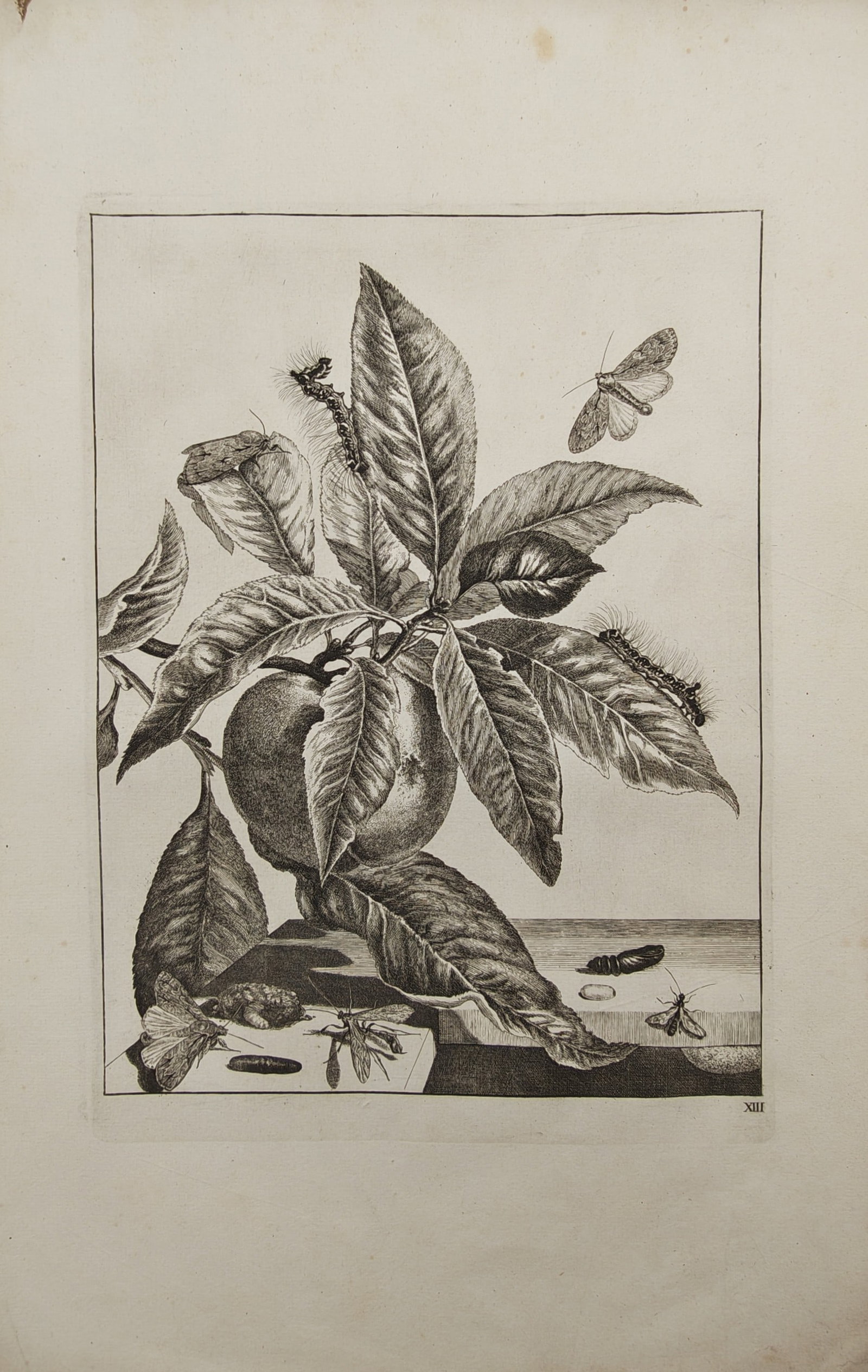 Jacob L'Admiral – Entomological Study of Moths and Caterpillars on a Fruiting Branch – Engraving: "Metamorphosis of Insects on a Fruiting Branch" illustrates the life cycle of moths, showcasing caterpillars, pupae, and winged adults feeding and resting among leafy foliage and ripening fruit upon a