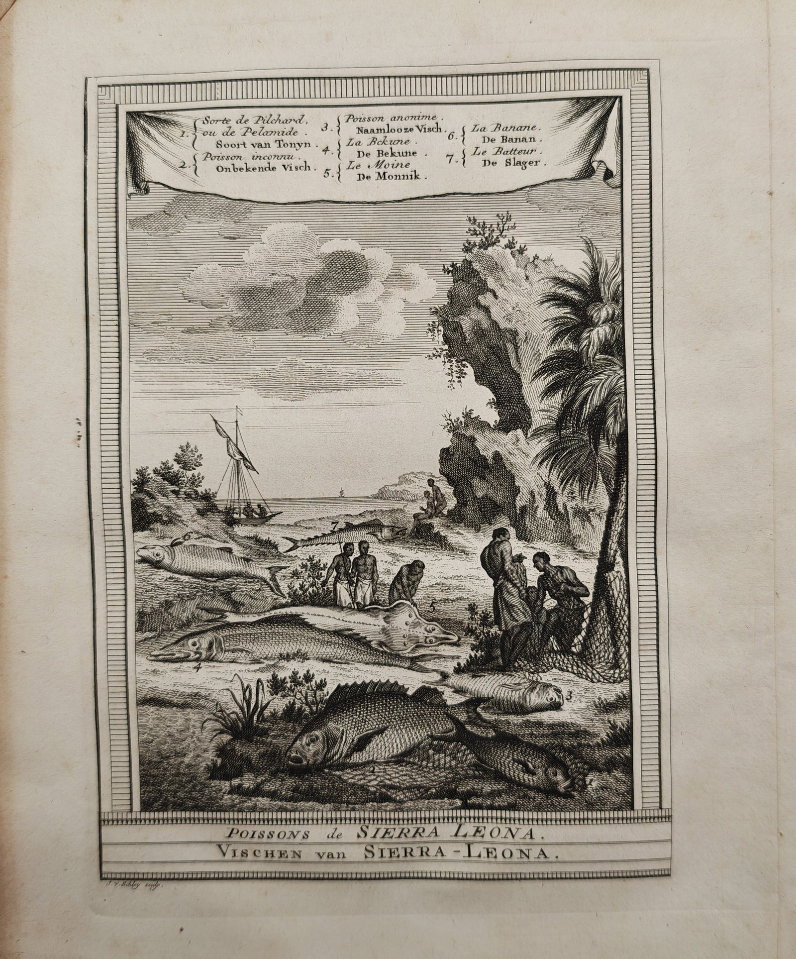 Jacob van der Schley – Coastal Ichthyological Study and Fishes of Sierra Leone – Engraving: "Fishes of Sierra Leone" presents a coastal landscape illustrating various regional fish species displayed along the shore alongside local fishermen and sailing craft against rocky cliffs and palm tre