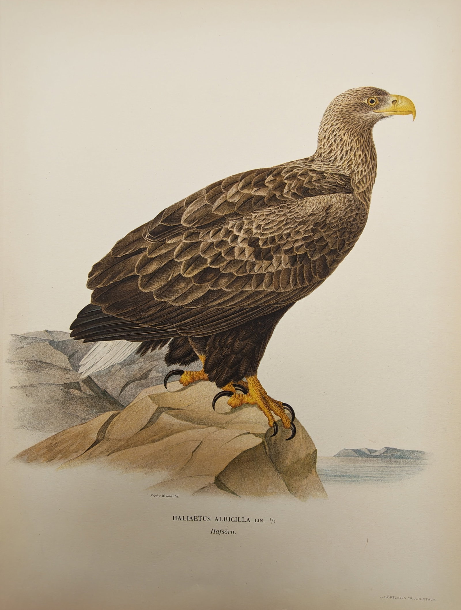 Magnus von Wright – Ornithological Study of the White-Tailed Sea Eagle – Lithograph (1920s): "Haliaëtus Albicilla" presents an ornithological study of a mature white-tailed eagle perched atop a coastal rock formation overlooking distant water and hills. The color lithograph was published in 