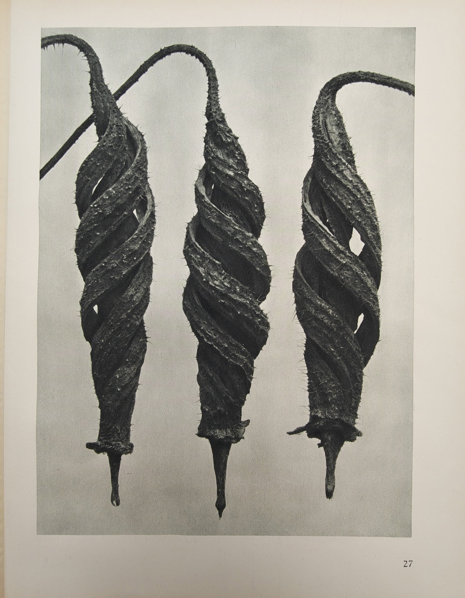 Karl Blossfeldt – Botanical Study of Spiral Seed Capsules – Offset print (20th Century): "Helicteres Isora" presents a sculptural macro botanical study highlighting the twisted, spiral seed capsules and textured surface forms of the Indian screw tree. The monochromatic print was produced 