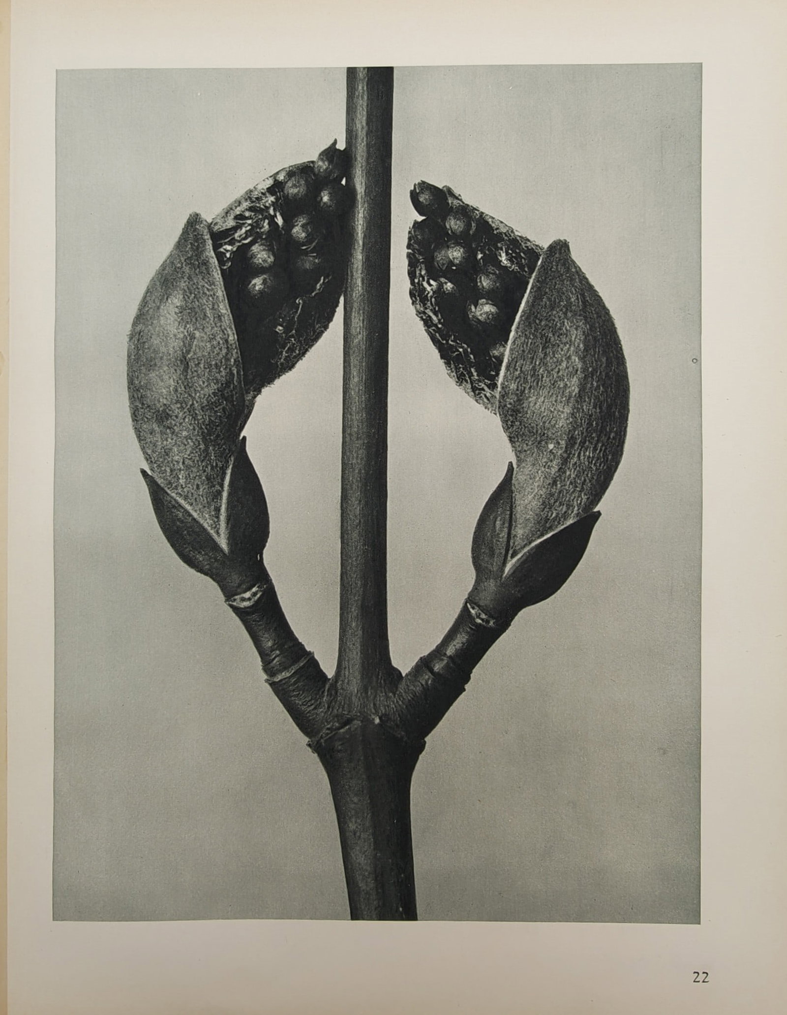 Karl Blossfeldt – Botanical Study of Maple Buds – Offset print (20th Century): "Acer Pseudoplatanus" presents a sculptural macro botanical study capturing the symmetrical branching structure, opening bud scales, and emerging inflorescences of the sycamore maple. The monochromati