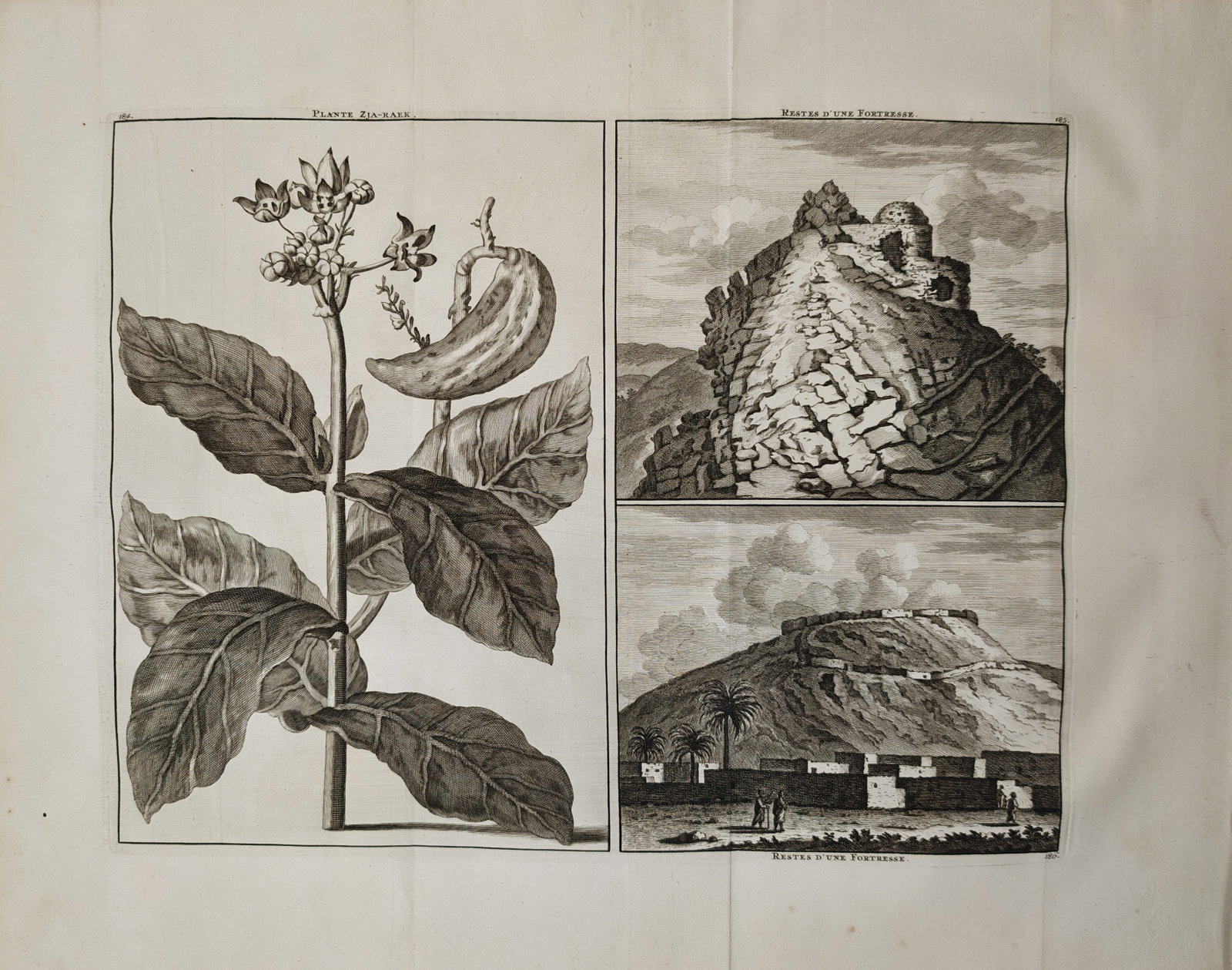 Cornelis de Bruijn – Botanical Study of Calotropis Procera and Views of Mountain – Engraving: "Zia-Haer Plant and Remains of a Fortress" presents a dual-themed composition featuring a detailed botanical study of the apple of Sodom alongside landscape views depicting the crumbling masonry ruins