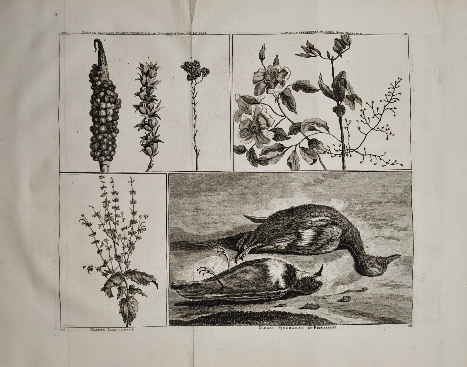 Cornelis de Bruijn – Botanical and Ornithological Studies of Persian Plants – Engraving: "Plants and Birds of Persia" presents a multi-compartment natural history compendium illustrating flowering botanical stems, seed structures, wild herbs, and resting waterfowl in a coastal landscape s