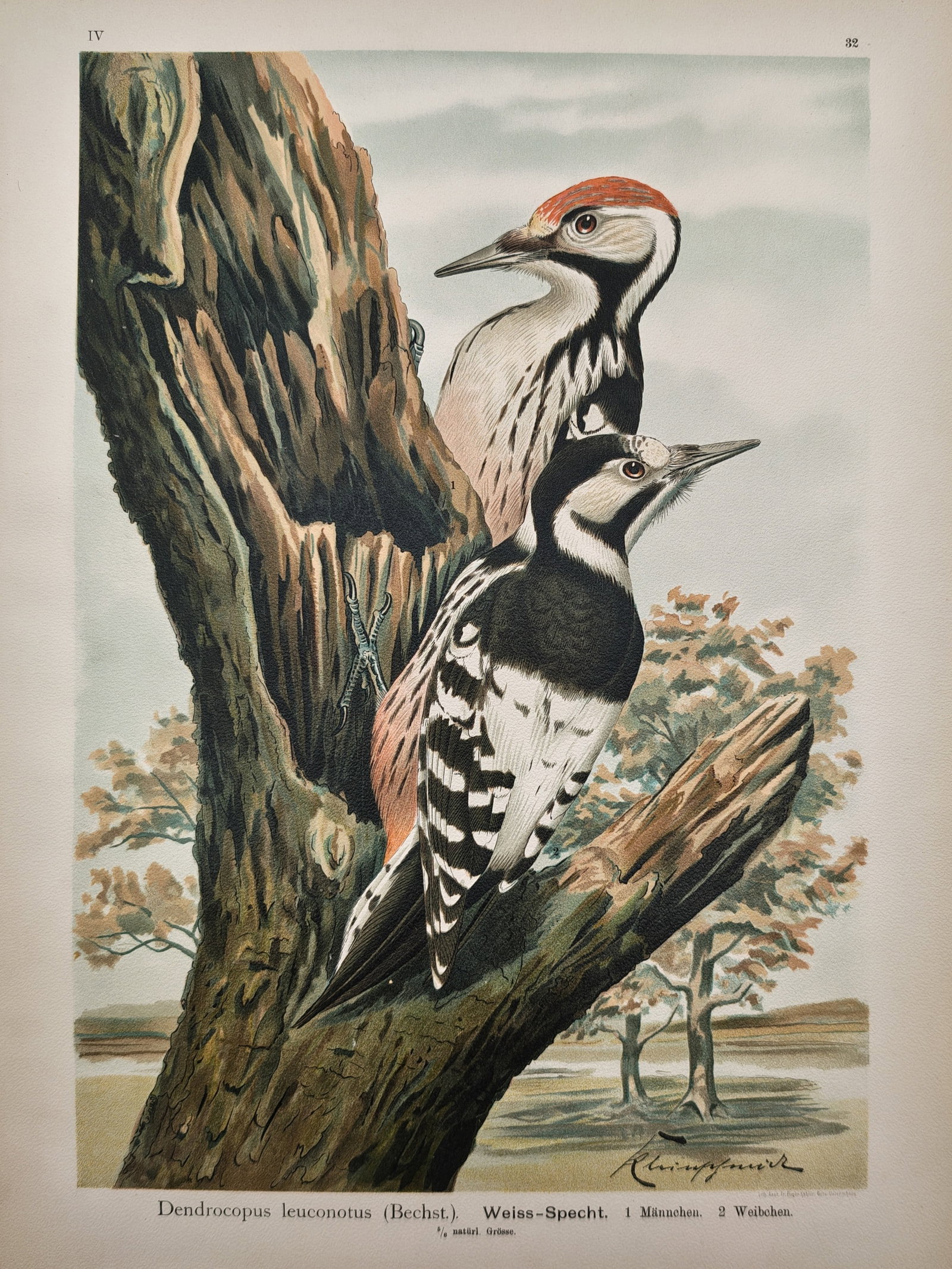 Johann Friedrich Naumann – Ornithological Study of the White-Backed Woodpecker: "Dendrocopus Leuconotus" presents a detailed ornithological study illustrating a pair of white-backed woodpeckers clinging to a weathered tree trunk in a rural landscape. The chromolithograph was publ
