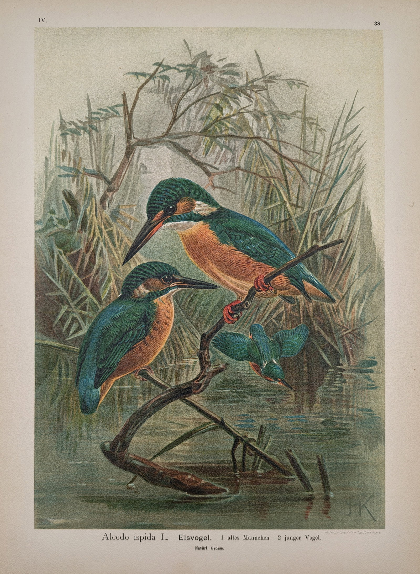 Johann Friedrich Naumann – Ornithological Study of the Common Kingfisher – Chromolithograph (1 of 2)