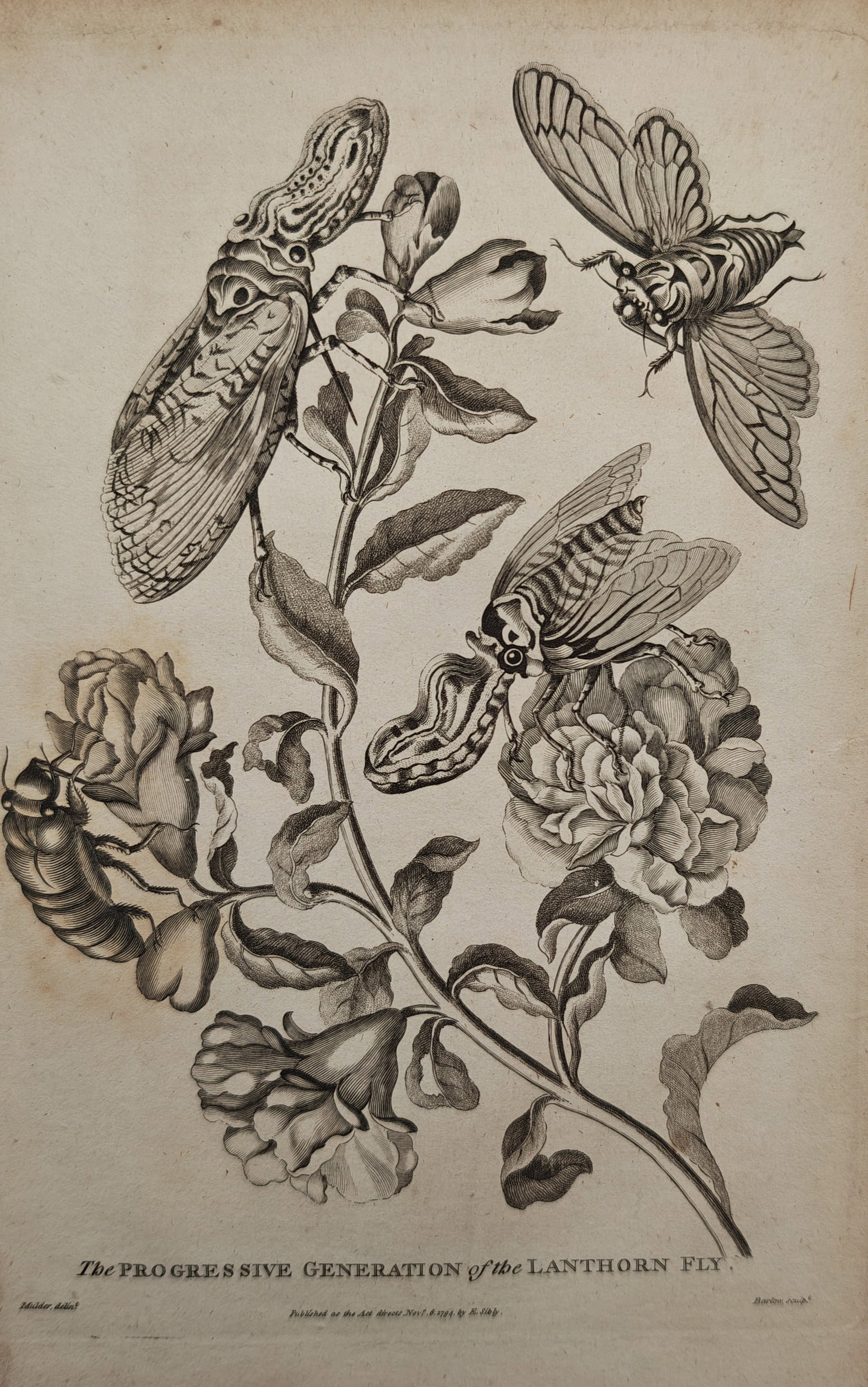 Francis Barlow – Entomological Study of the Life Cycle of the Lanternfly – Engraving (18th: "The Progressive Generation of the Lanthorn Fly" presents a detailed entomological study illustrating the developmental stages and flight forms of the lanternfly clustered upon a flowering pomegranate