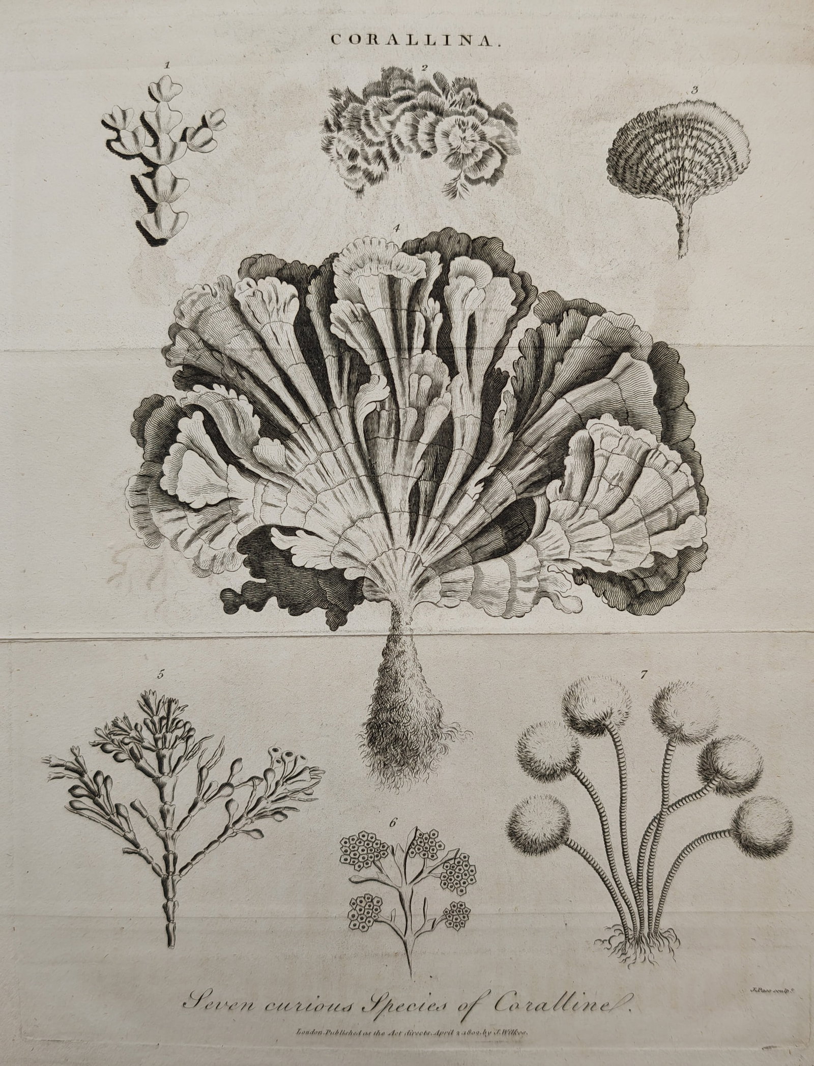 John Pass – Marine Study of Seven Curious Species of Coralline – Engraving (19th Century): "Seven Curious Species of Coralline" presents a natural history study illustrating the diverse branching, fan-shaped, and globular growth structures of marine coralline organisms. The copperplate engr