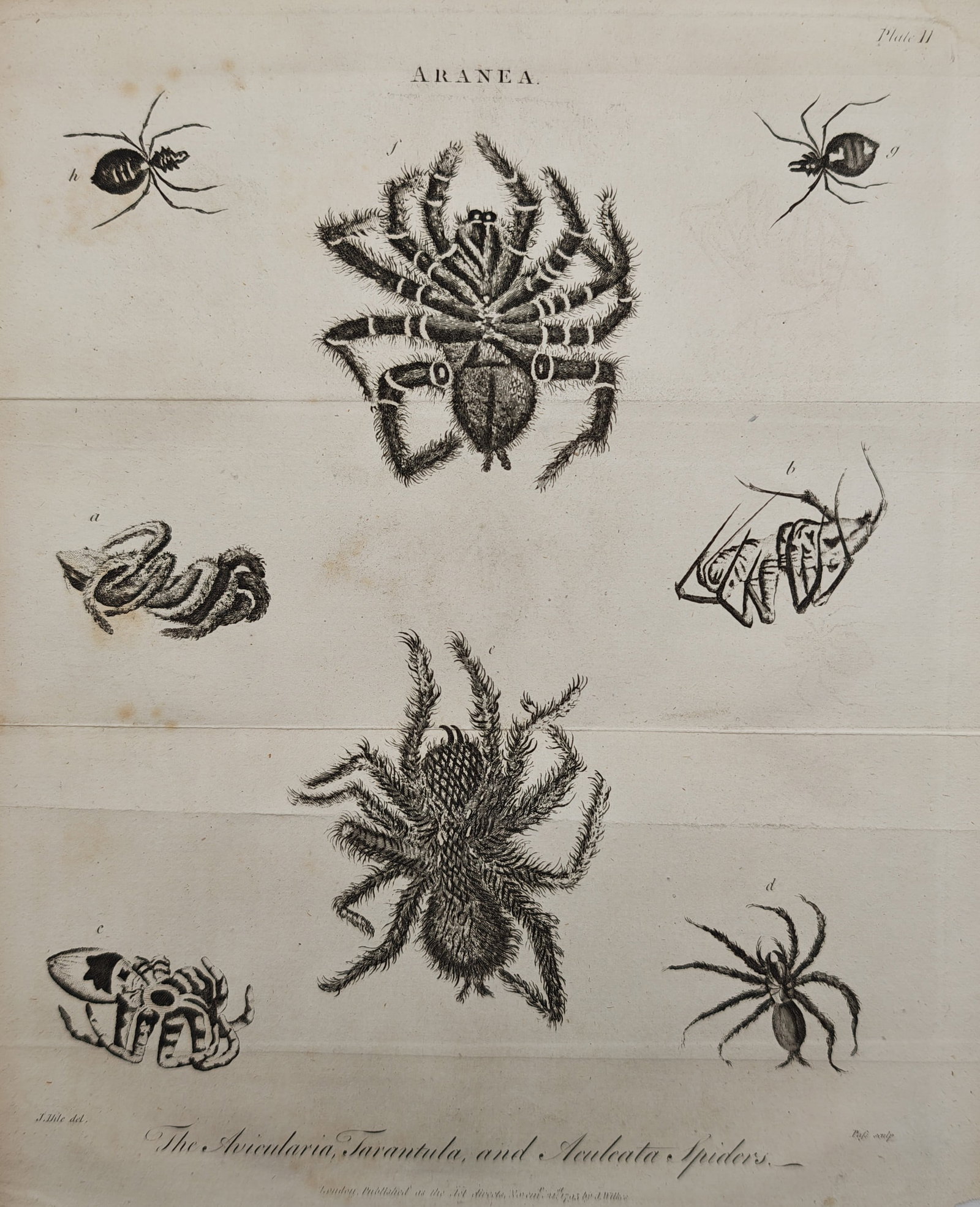 John Pass – Arachnological Study of Avicularia, Tarantula, and Aculeata Spiders – Engraving (1 of 2)