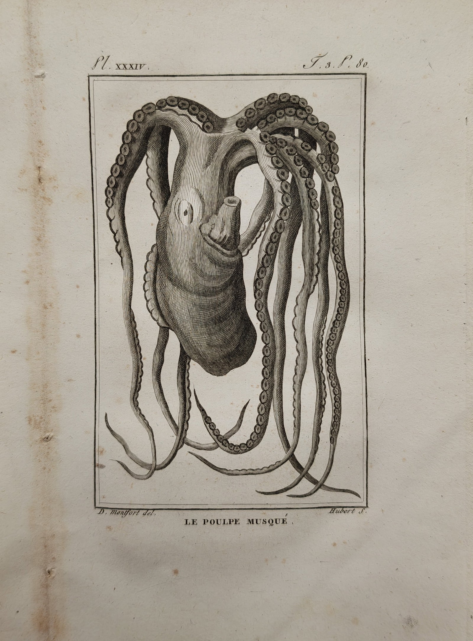 Georges-Louis Leclerc, Comte de Buffon – Zoological Study of the Musky Octopus – Engraving (1 of 2)