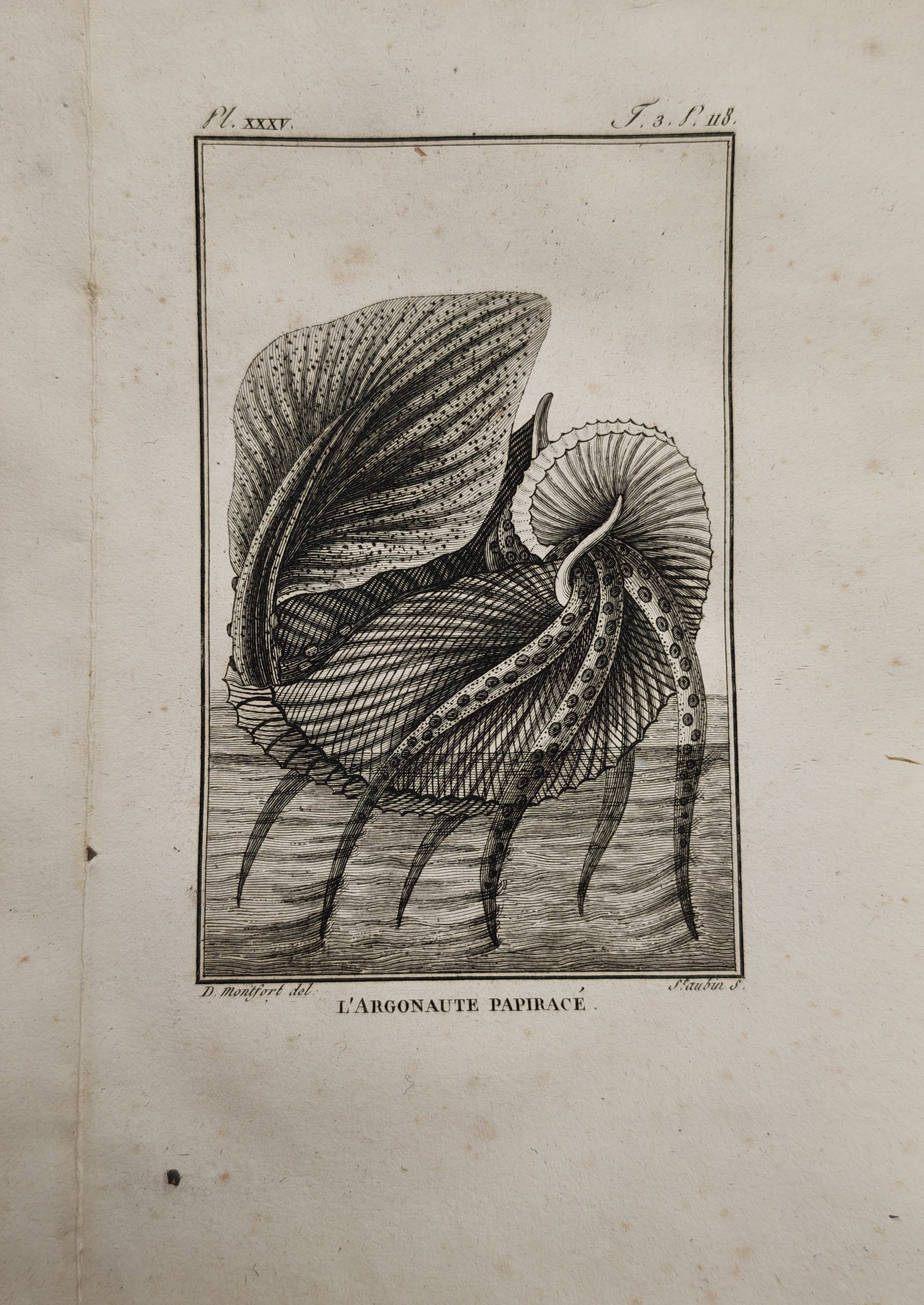 Georges-Louis Leclerc, Comte de Buffon – Zoological Study of the Paper Nautilus – Engraving (1 of 2)