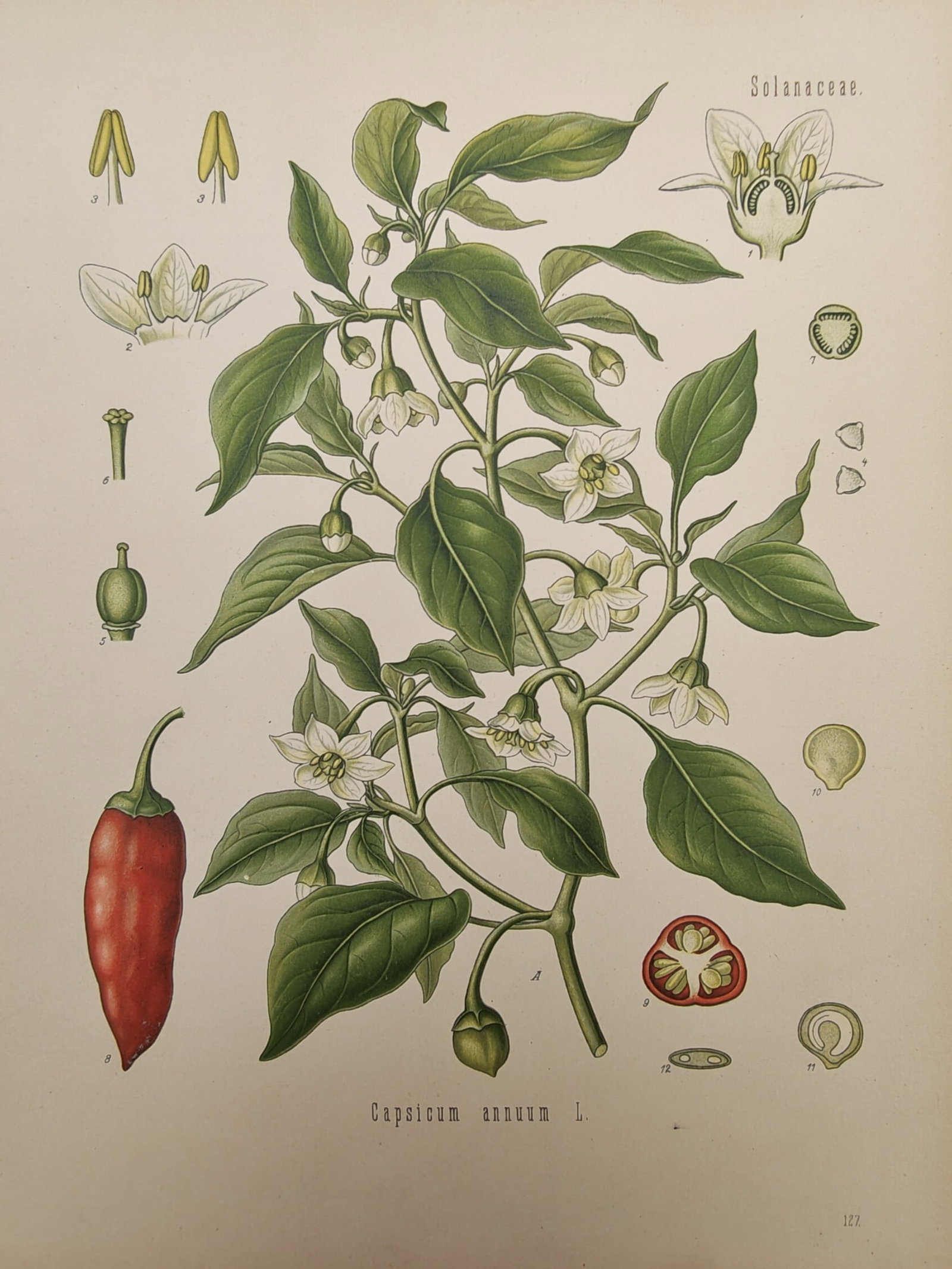 Franz Eugen Köhler – Botanical Study of Chili Pepper – Chromolithograph (19th Century): "Capsicum Annuum" presents a comprehensive botanical study illustrating the flowering branch, ripe red chili pepper fruit, seed chambers, and dissected floral anatomy of the cayenne pepper plant. The 