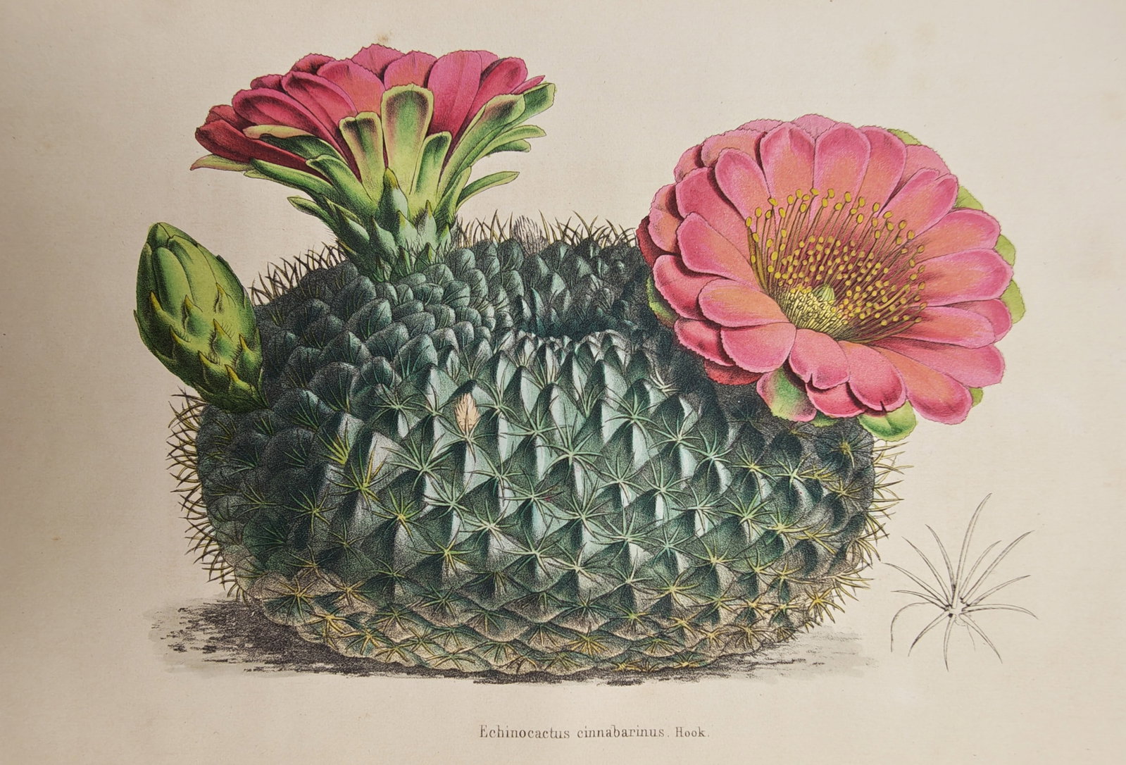 William Jackson Hooker – Botanical Study of the Cinnabar Cactus – Lithograph (19th Century) (1 of 2)